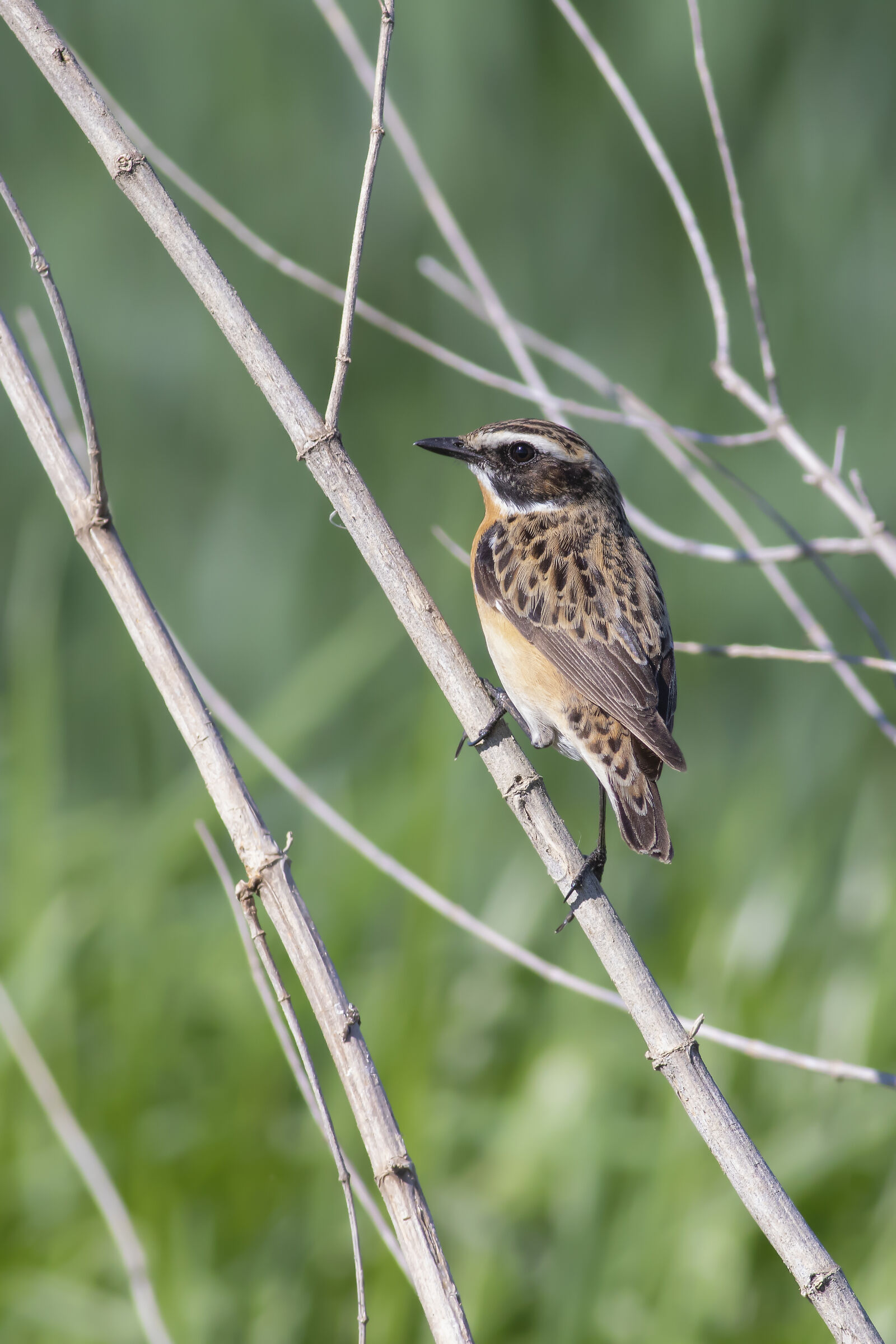 Whinchat