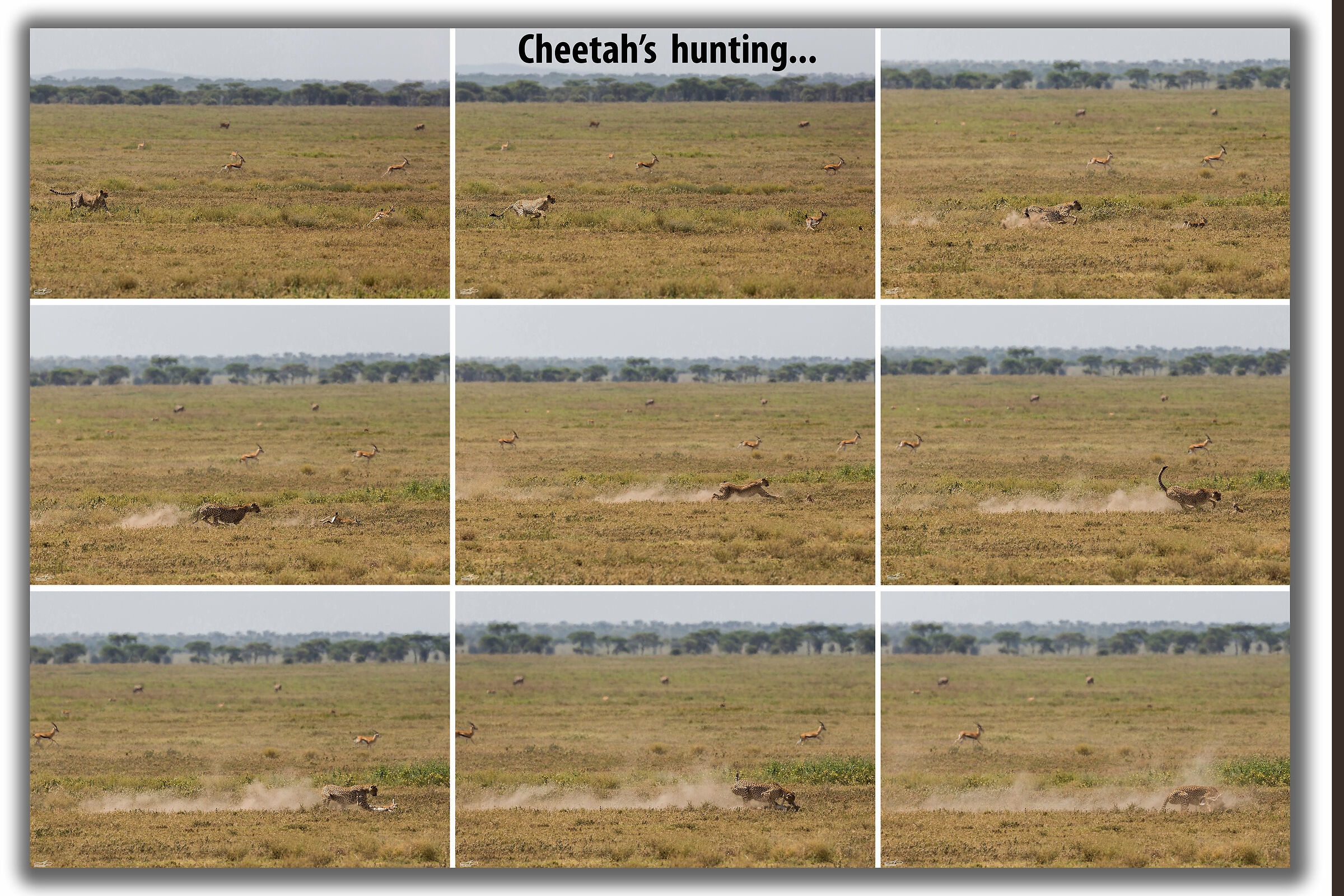 Cheetah's Hunting