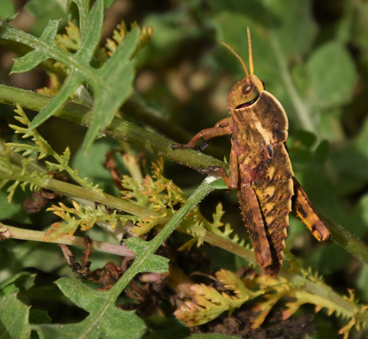 sono stanco... non salto piu'... forse... ma se scatto