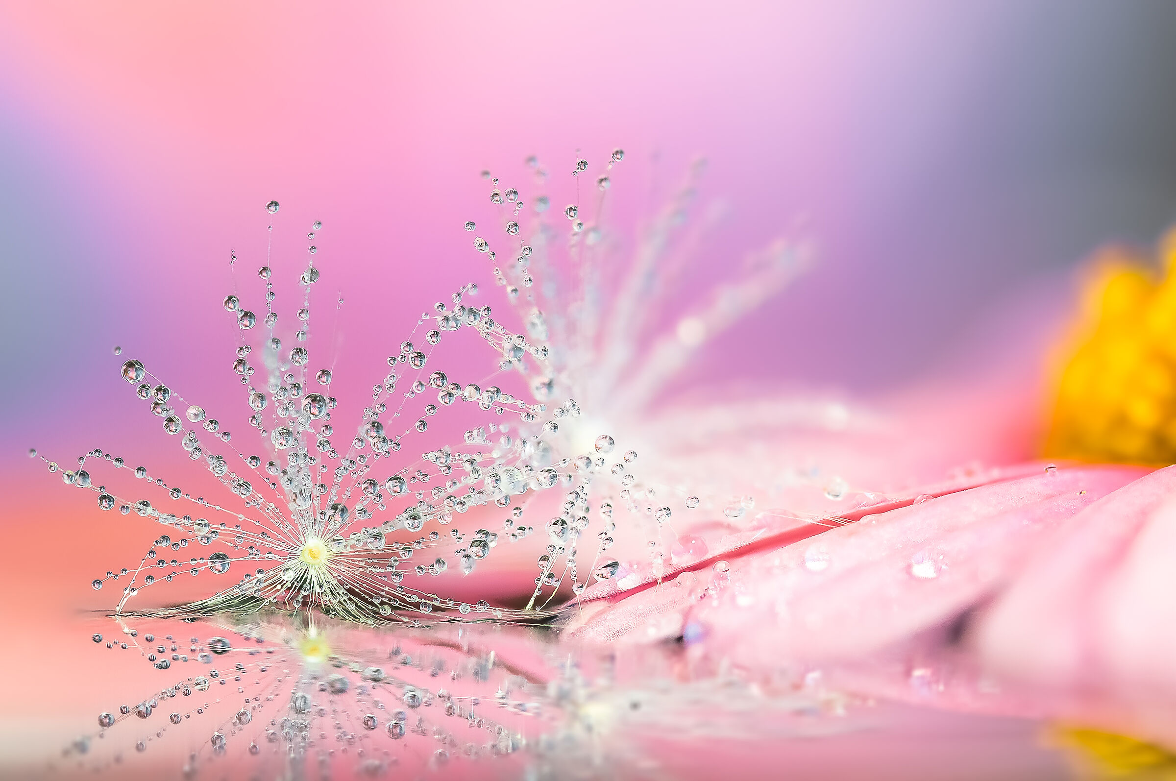 True Colors drops Flowers reflections