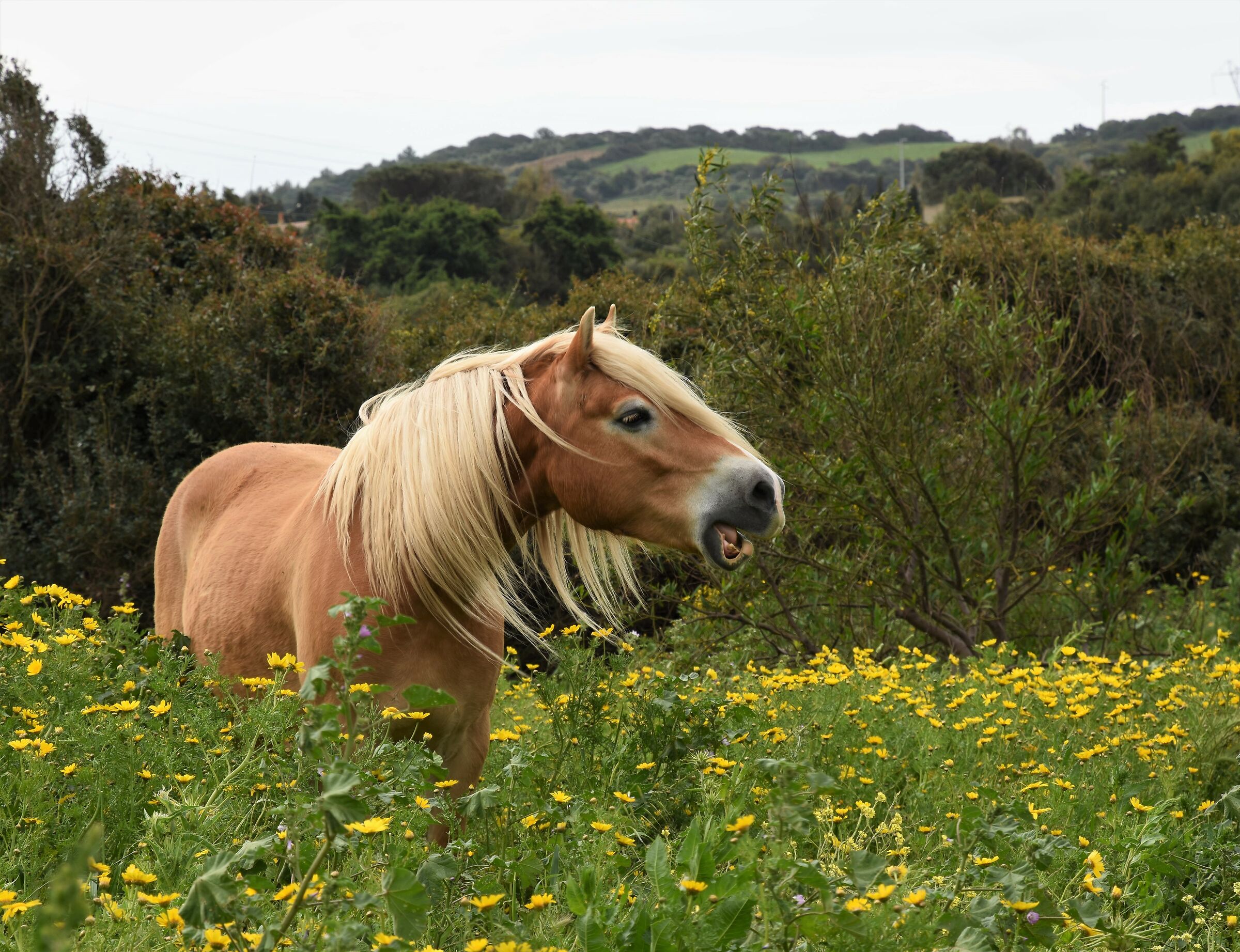 A horse in the flowers.....