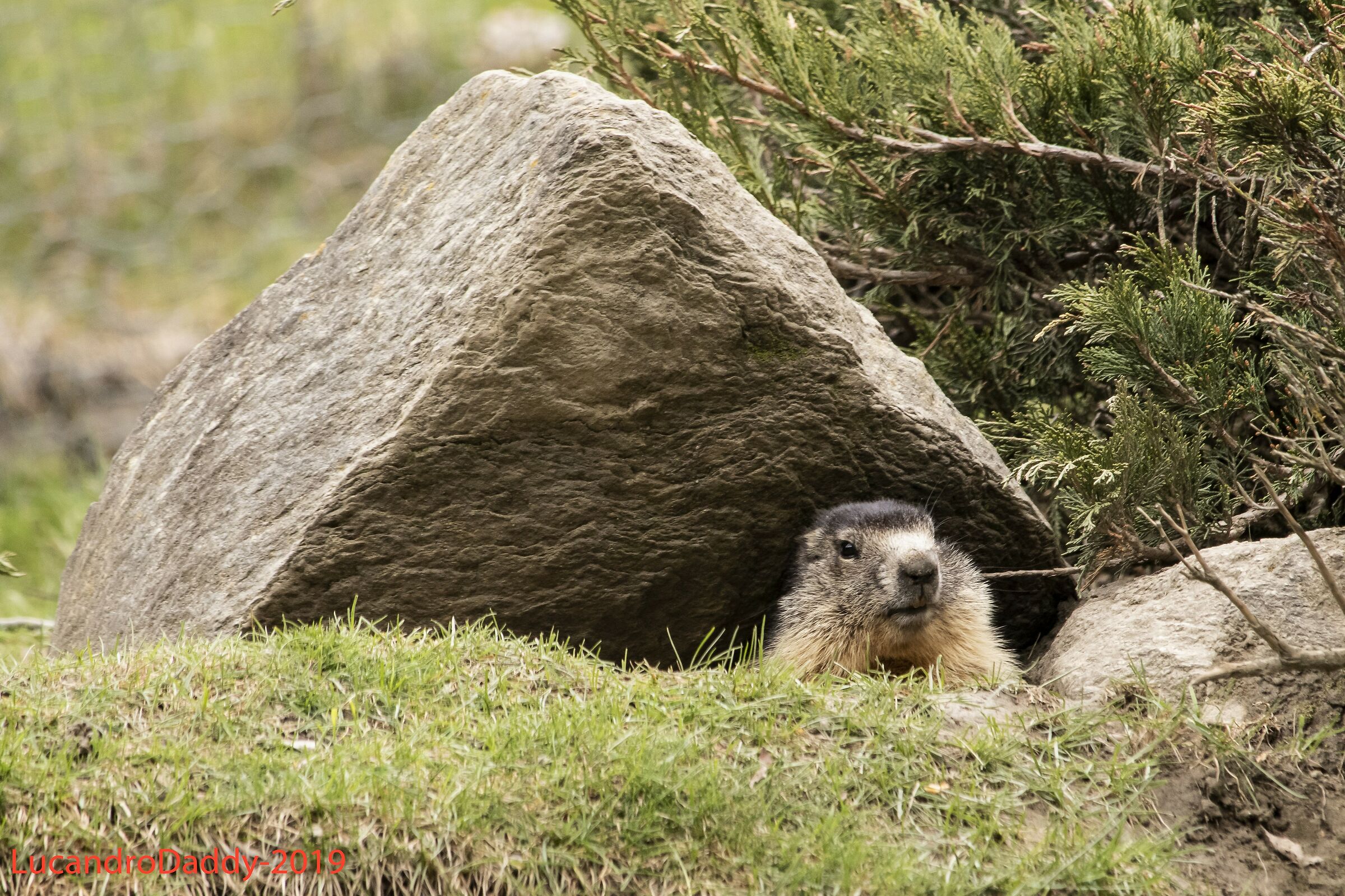 Marmotta curiosa