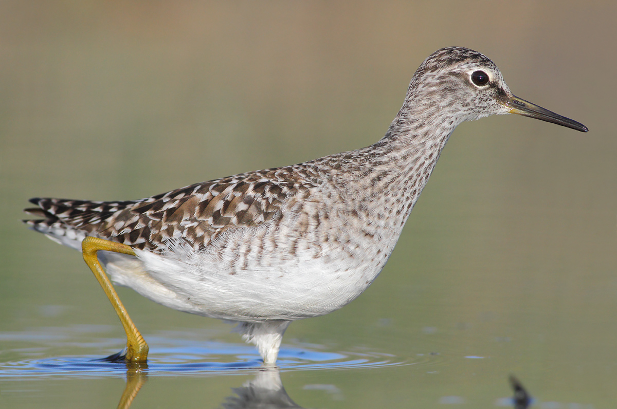 Piro piro boschereccio