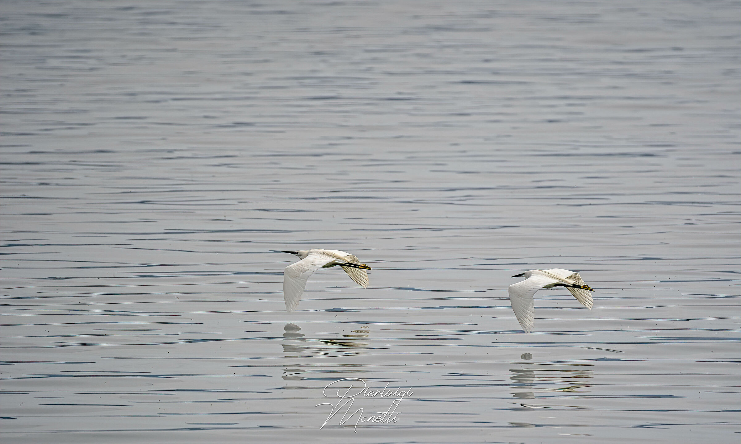 Garzetta in volo sul Lago di Bolsena
