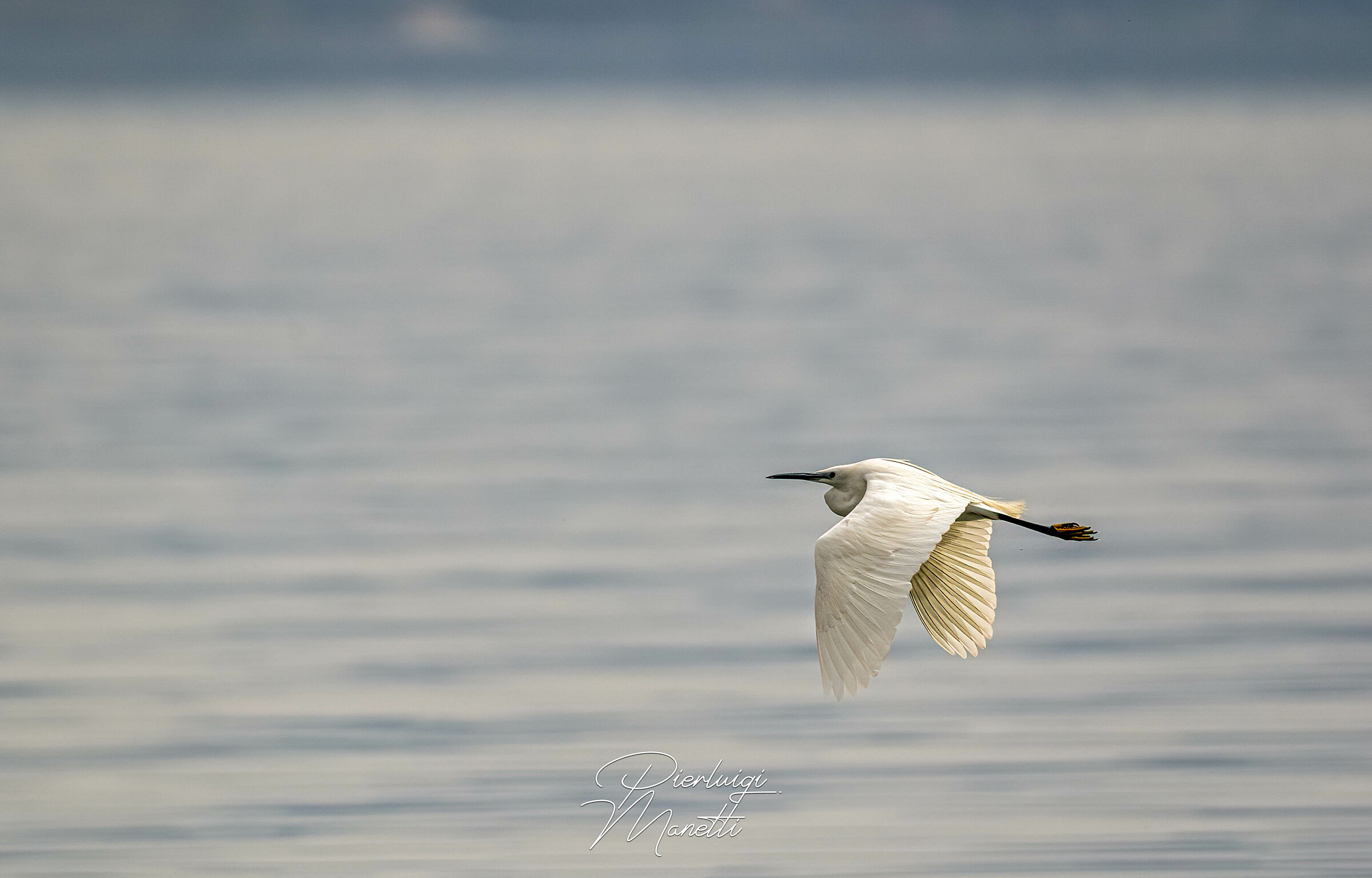 Garzetta in volo sul Lago di Bolsena
