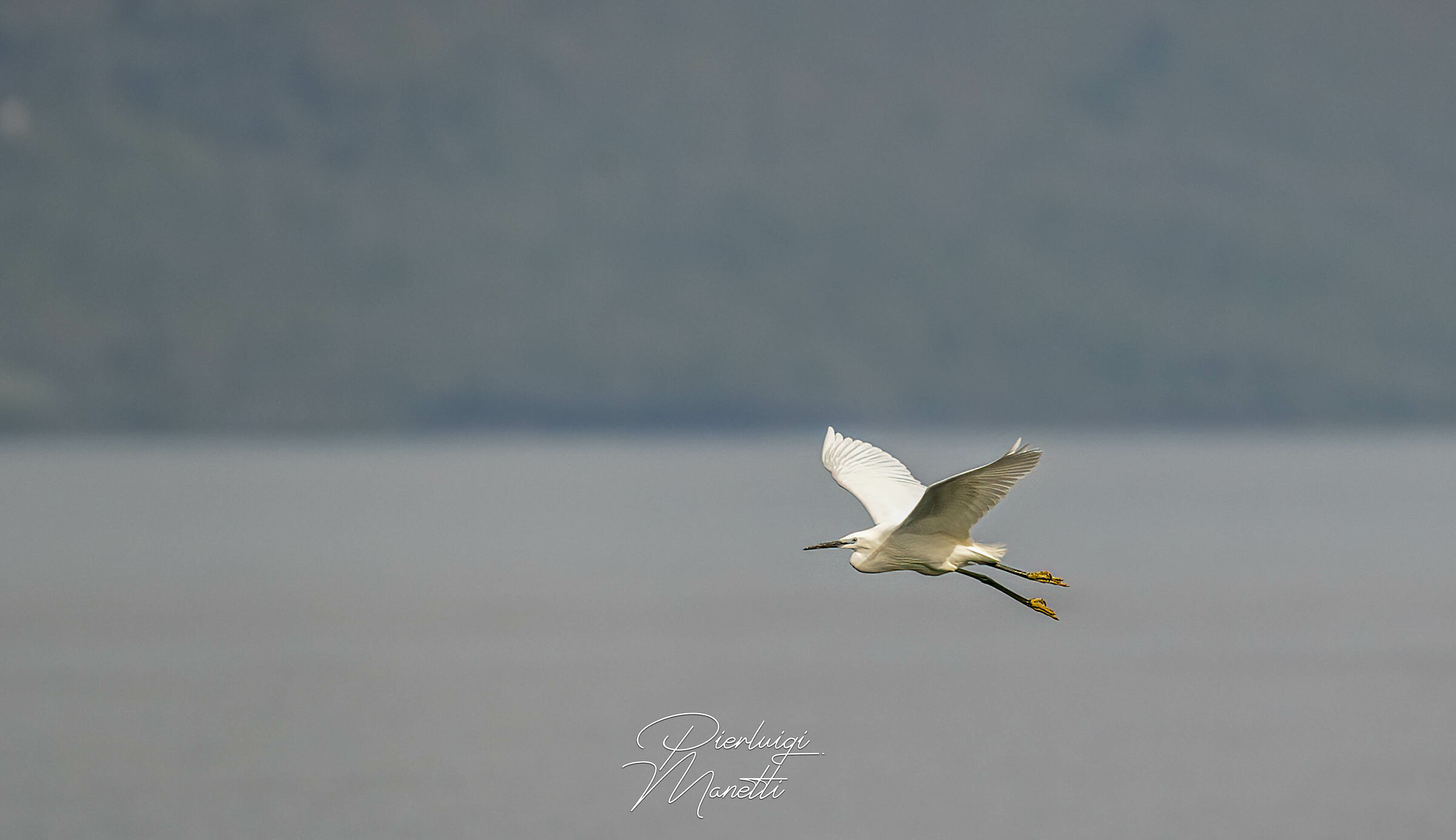 Garzetta in volo sul Lago di Bolsena