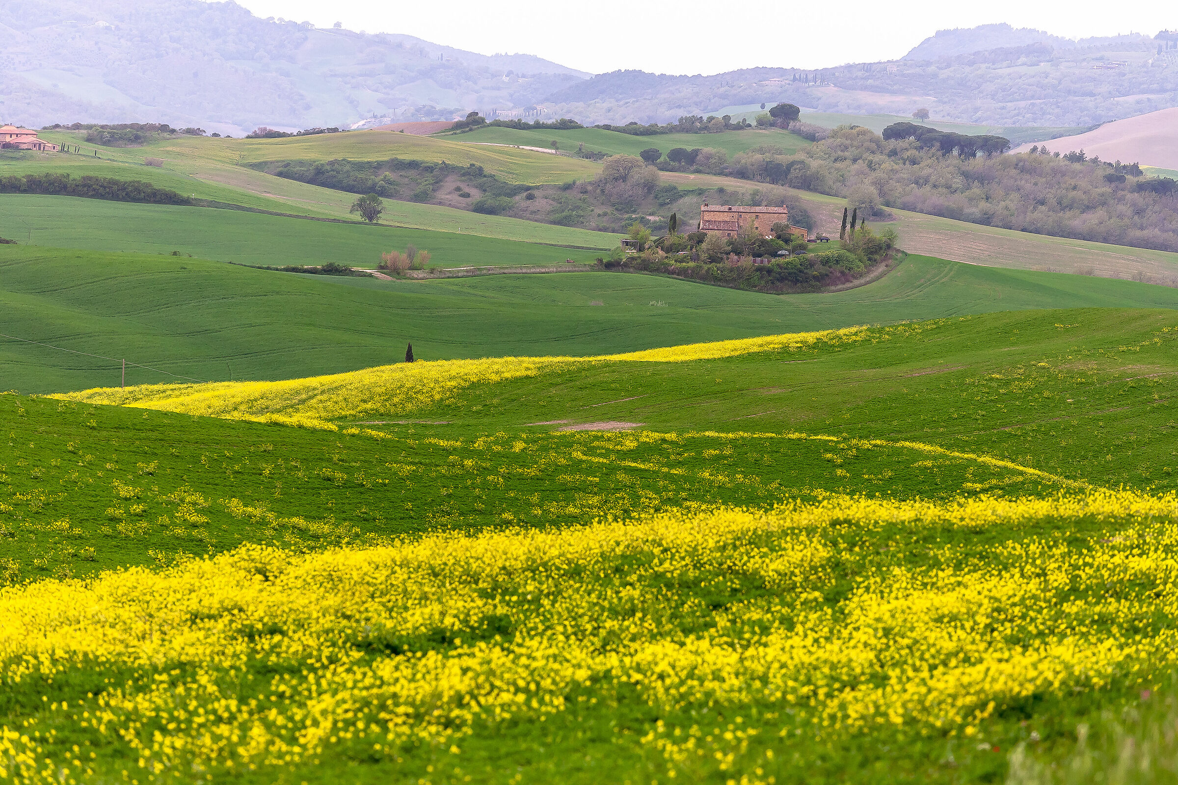 La via dei fiori gialli