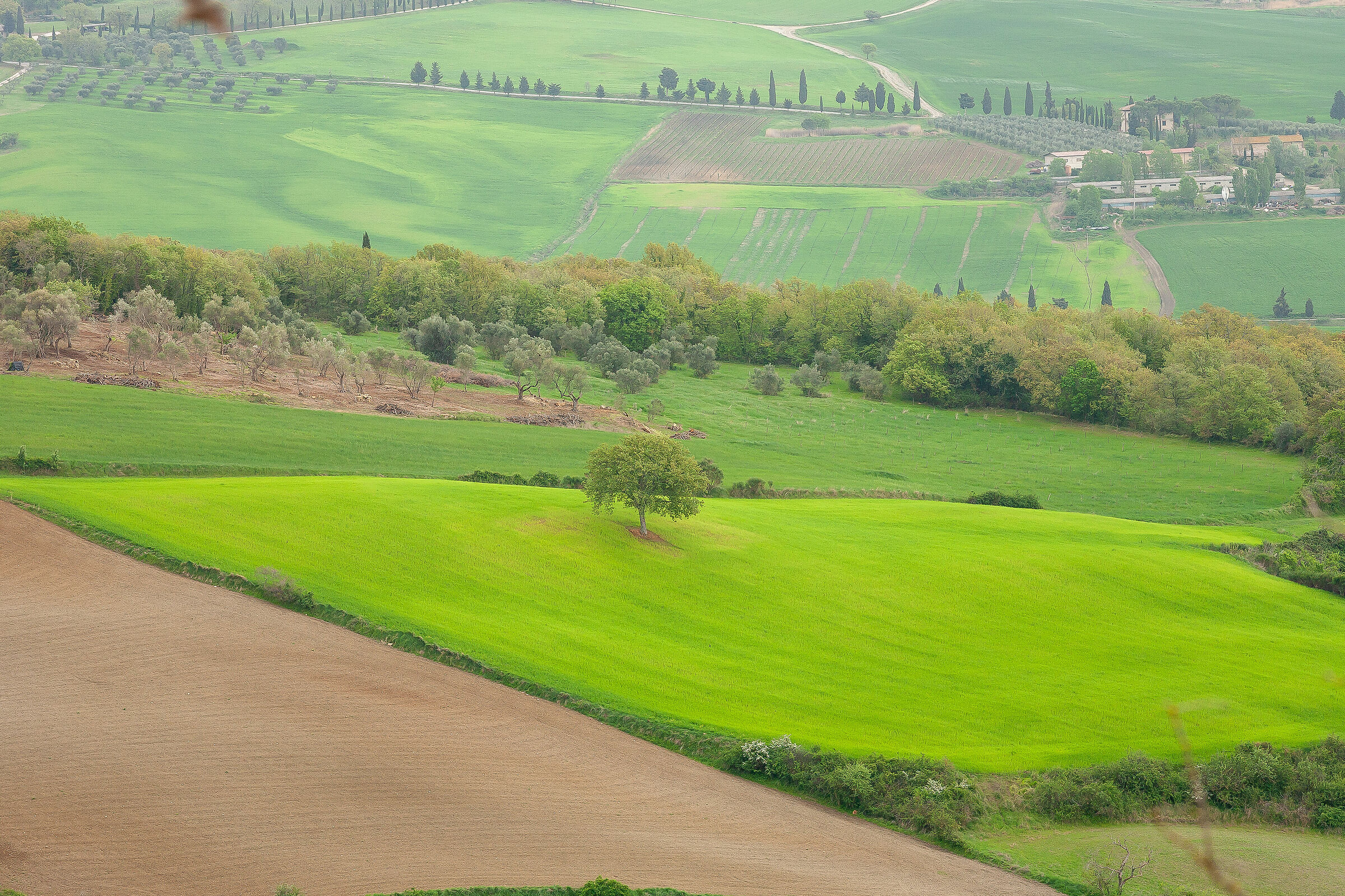 Solo nel campo di grano