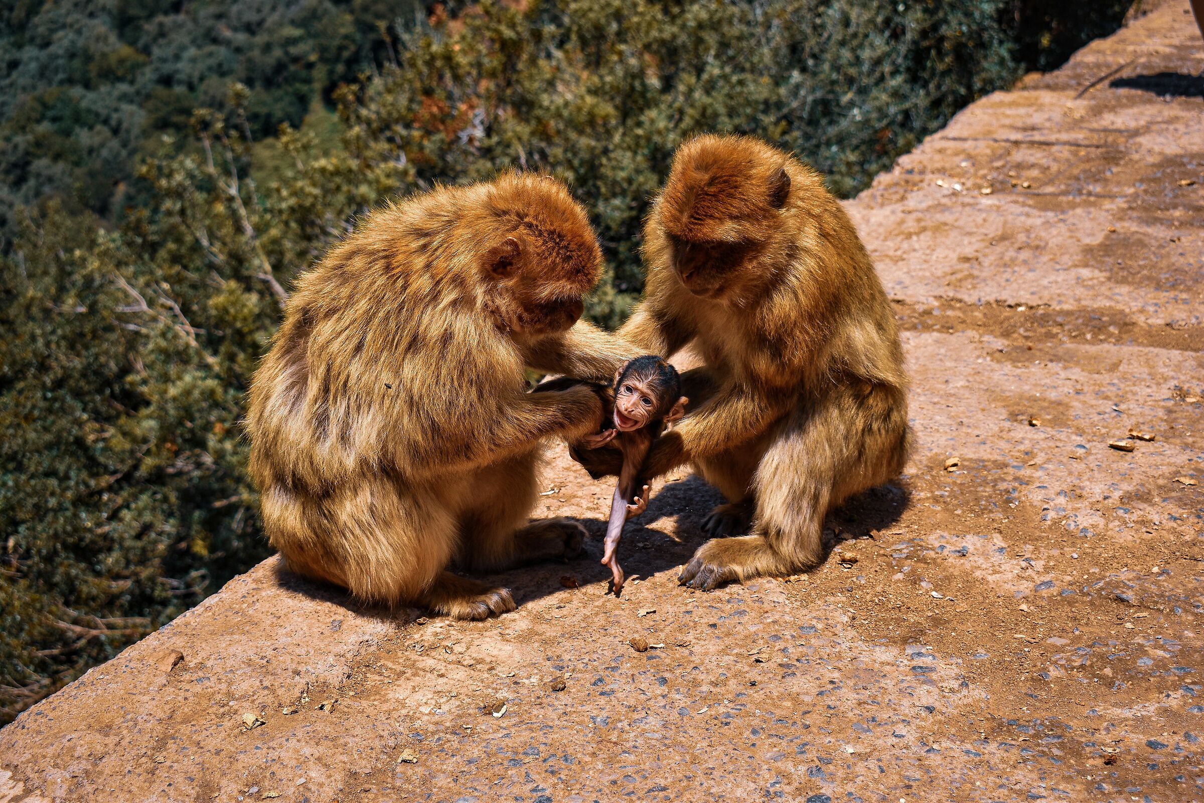 Una famiglia di scimmie