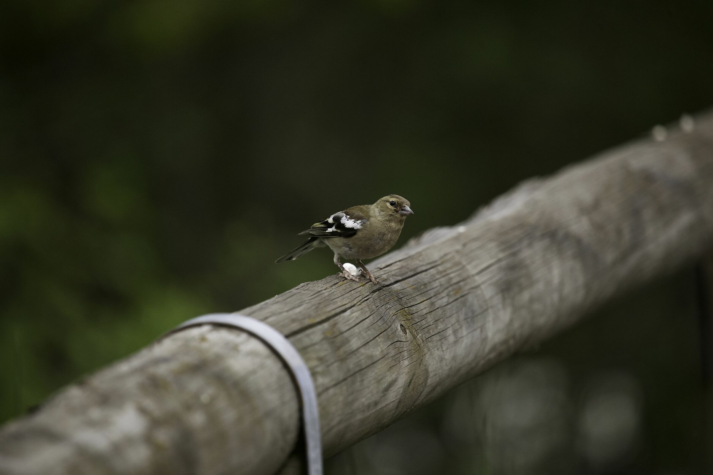 Female finches
