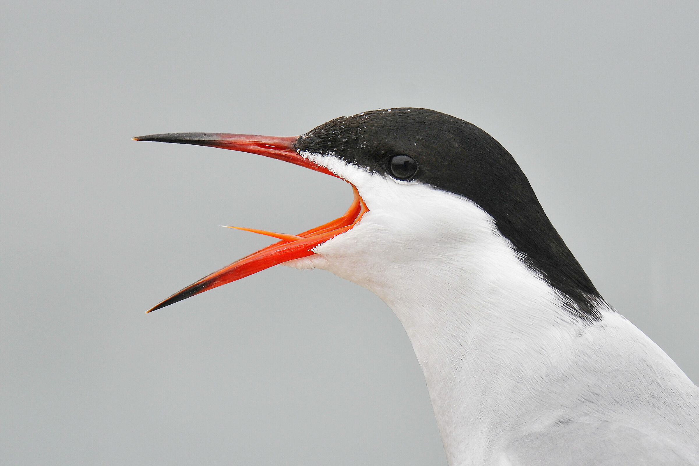Sterna comune (Common tern) 3