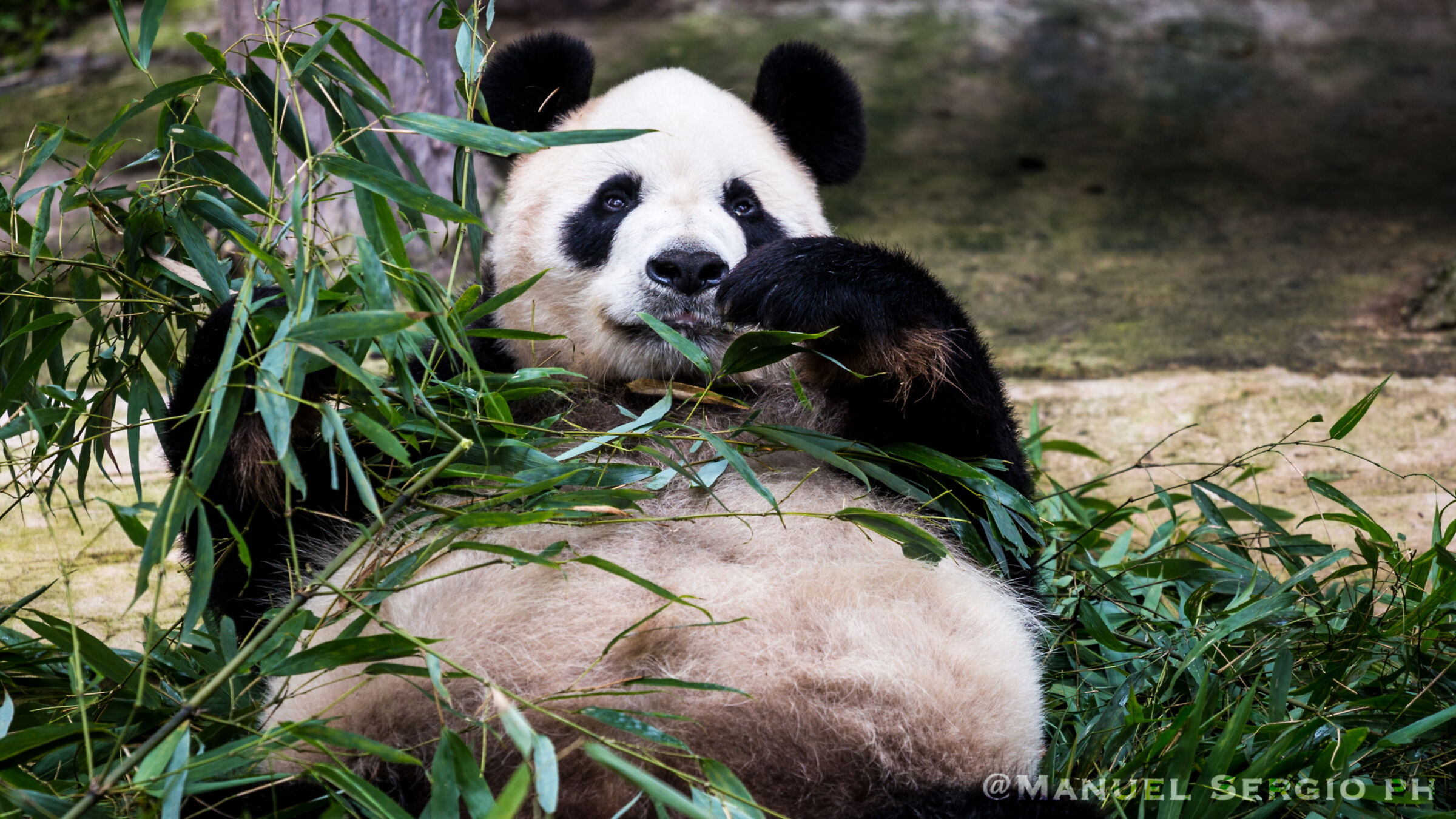 Dujiangyan panda base
