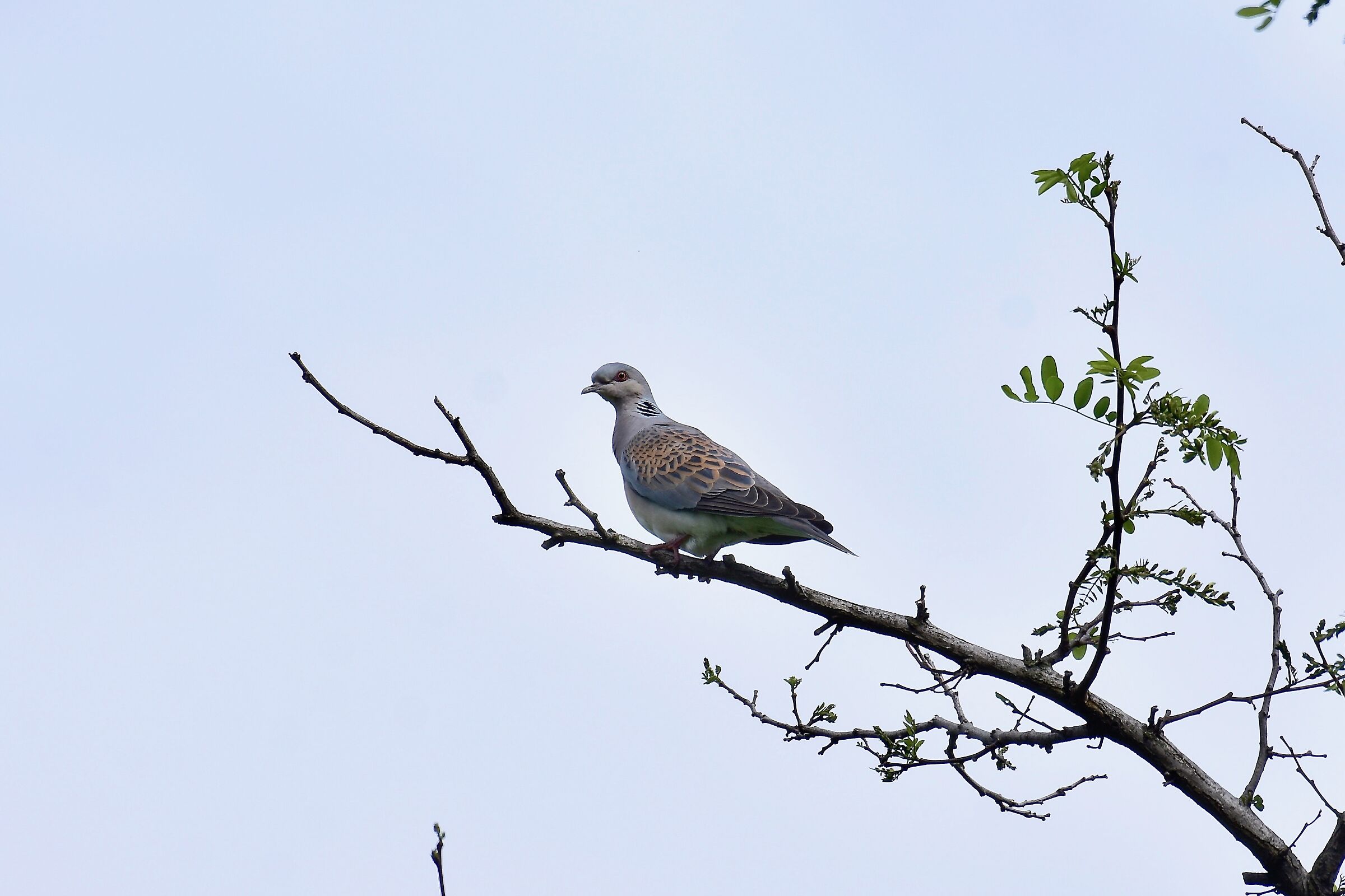 All'improvviso .... La Meraviglia