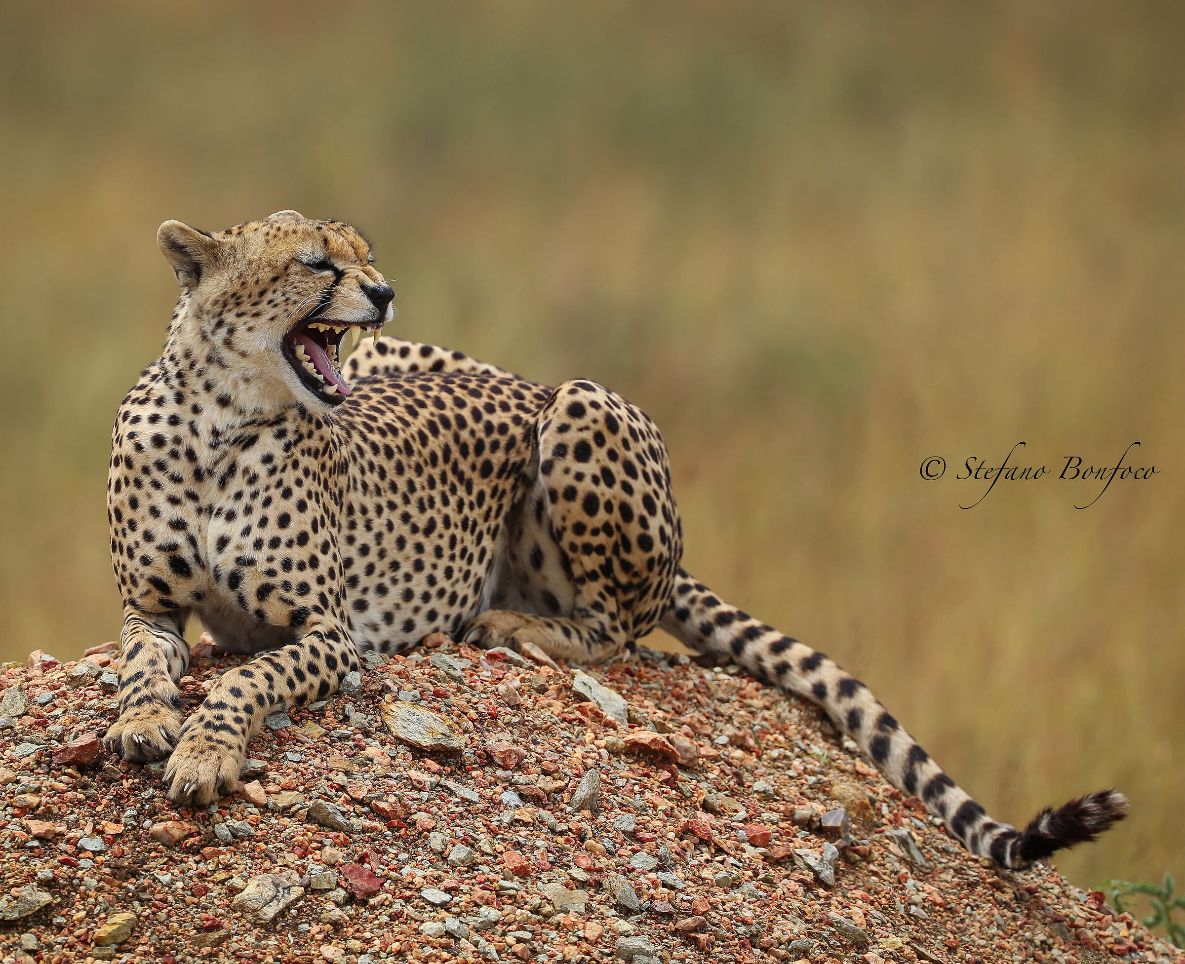 Cheetah (Acinonyx jubatus)