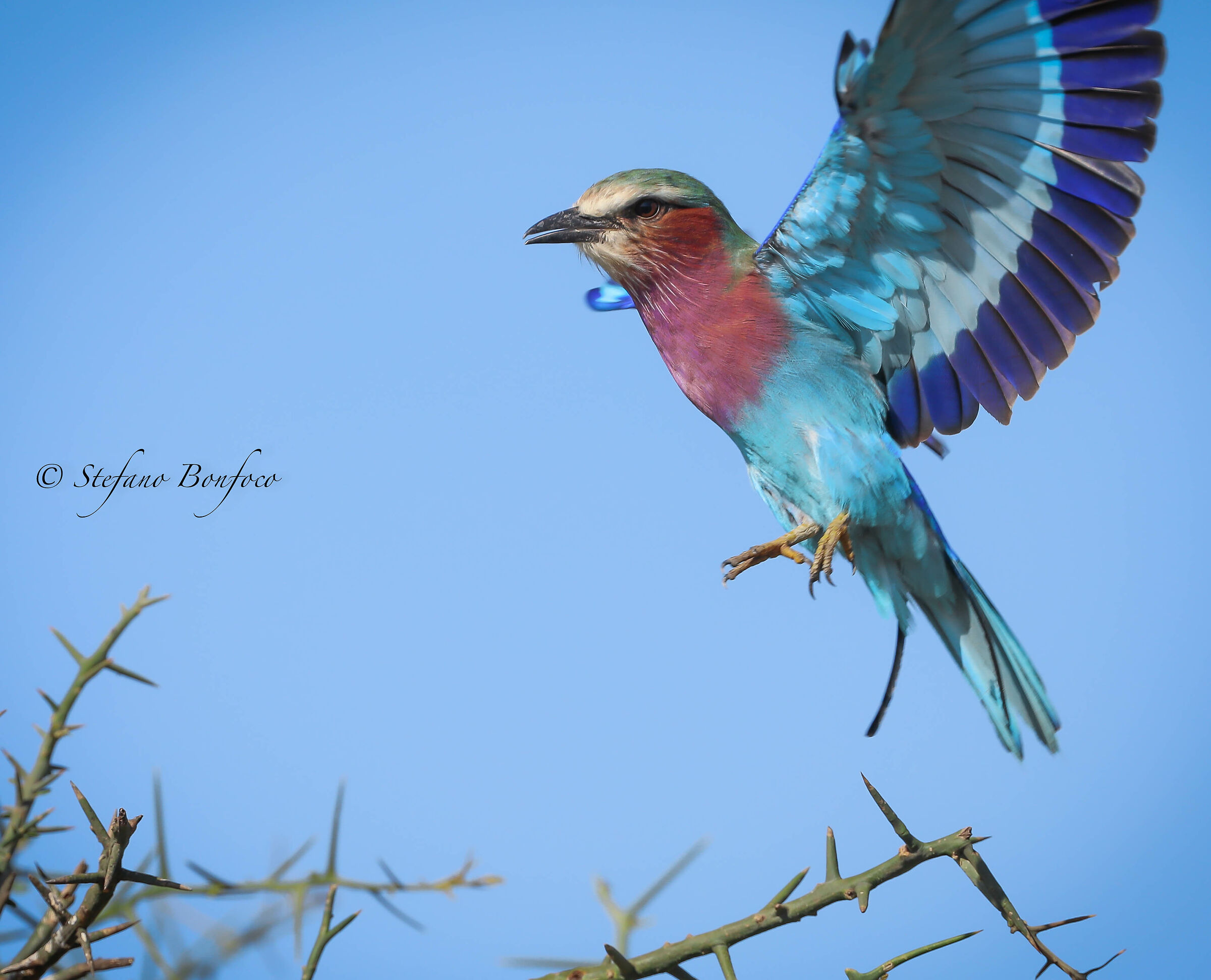 Breasted Jay (Coracias caudatus)