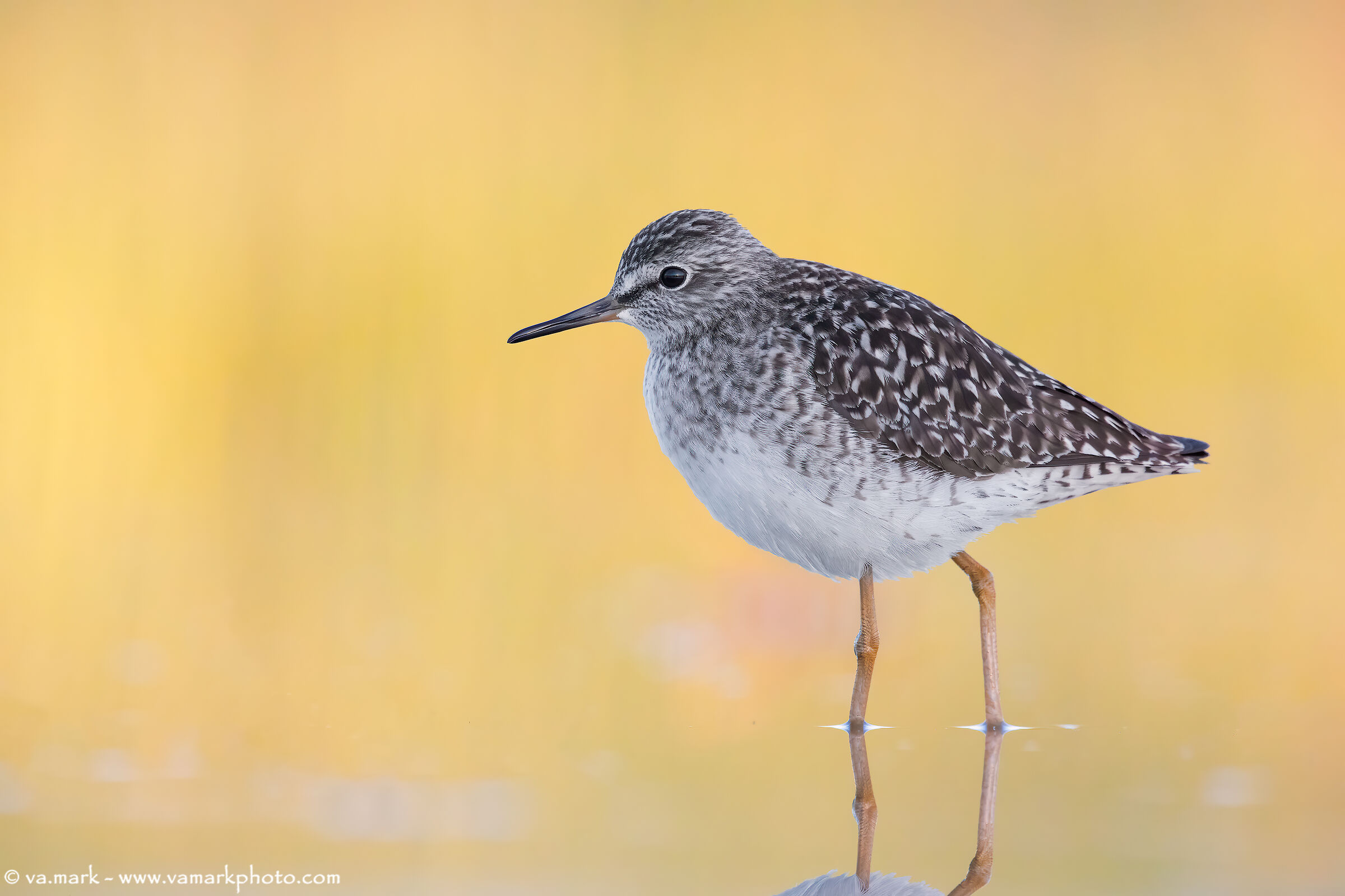 Mi nascondo alla luce....