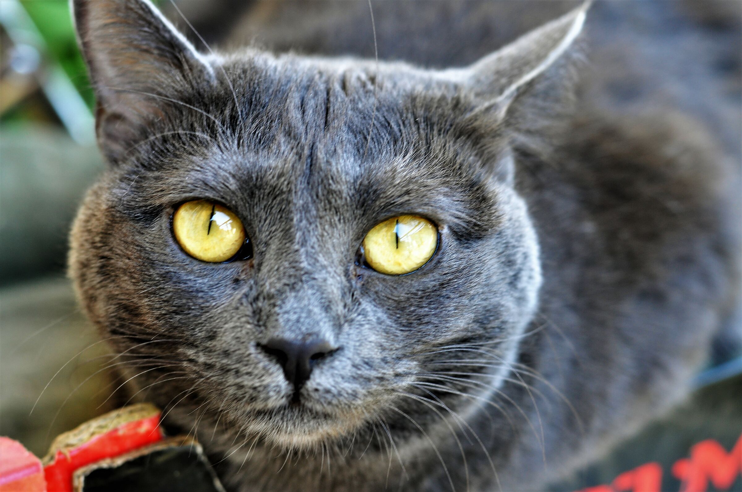 primo piano di Brigitte