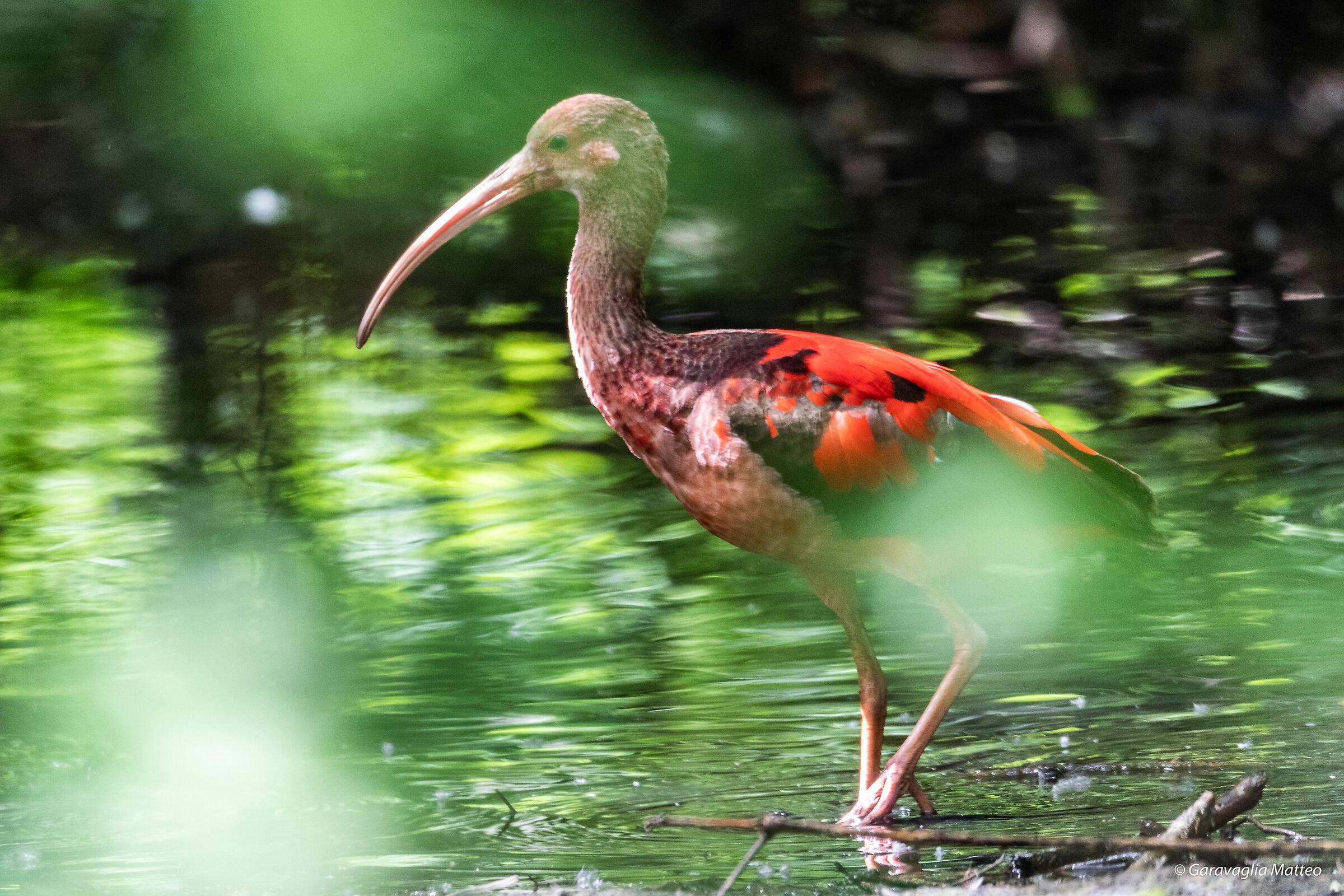 Red Ibis between foliage