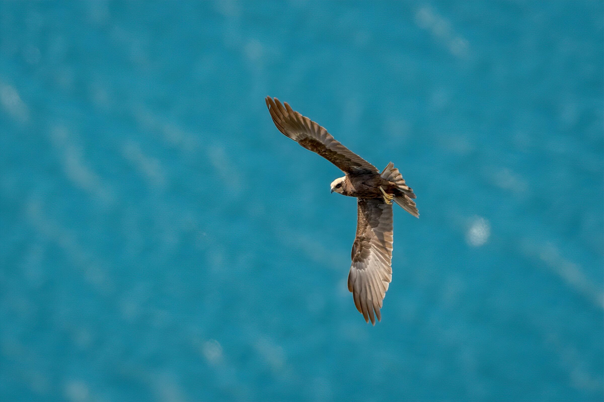 Falco di palude sul Garda
