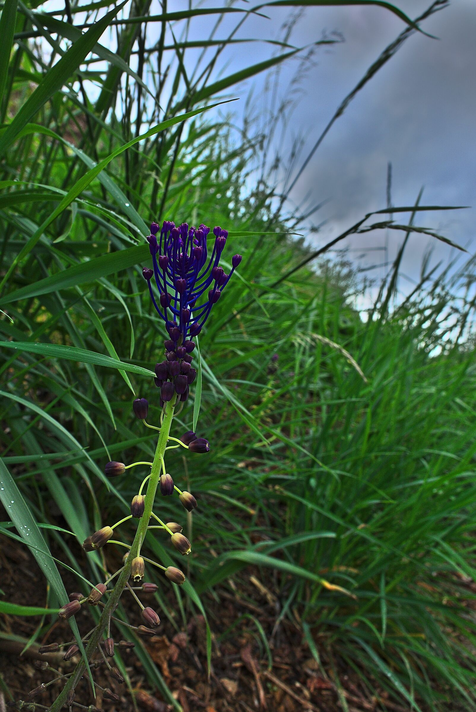 Muscari comosus