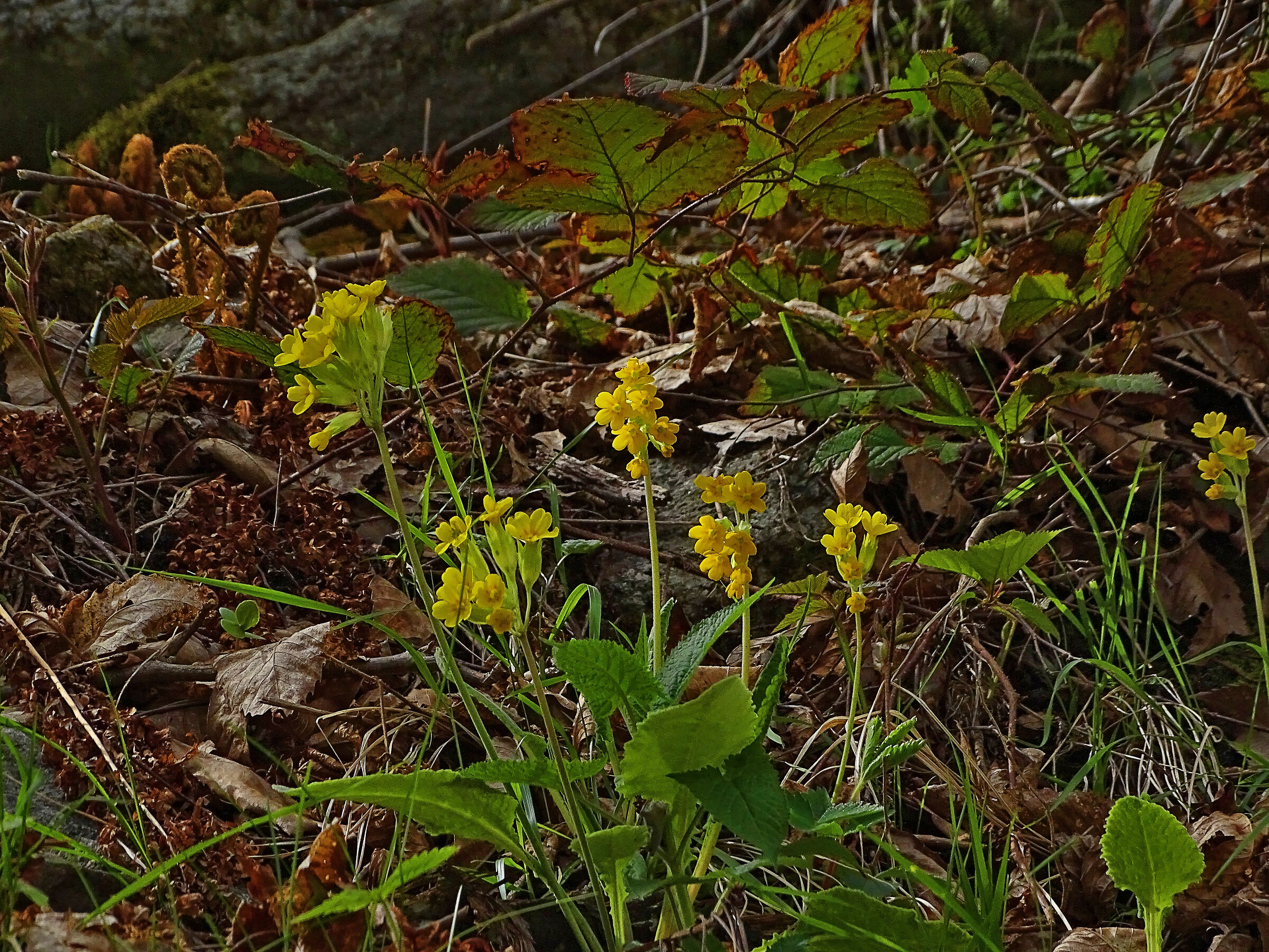 Primula veris