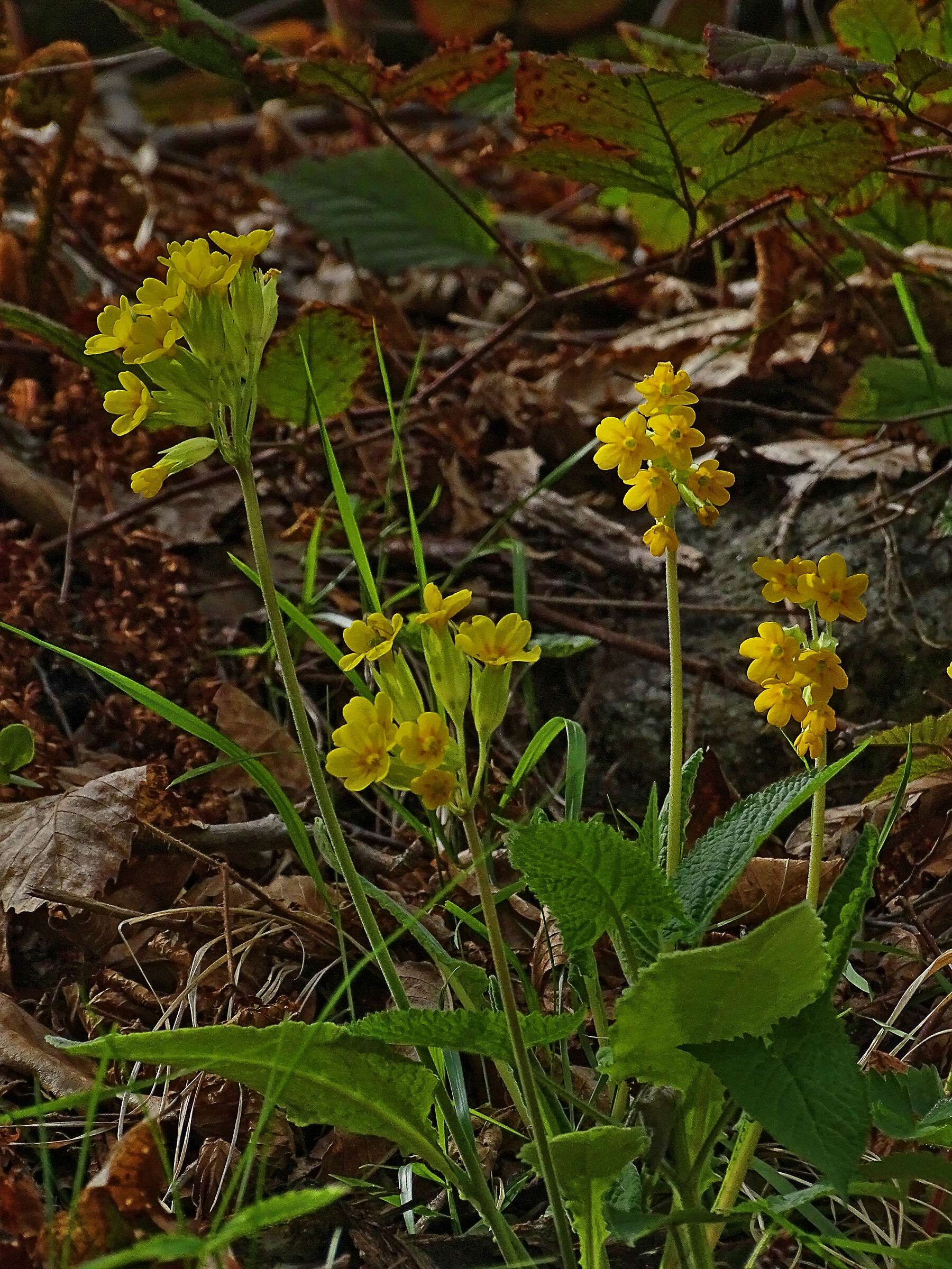 Primula veris
