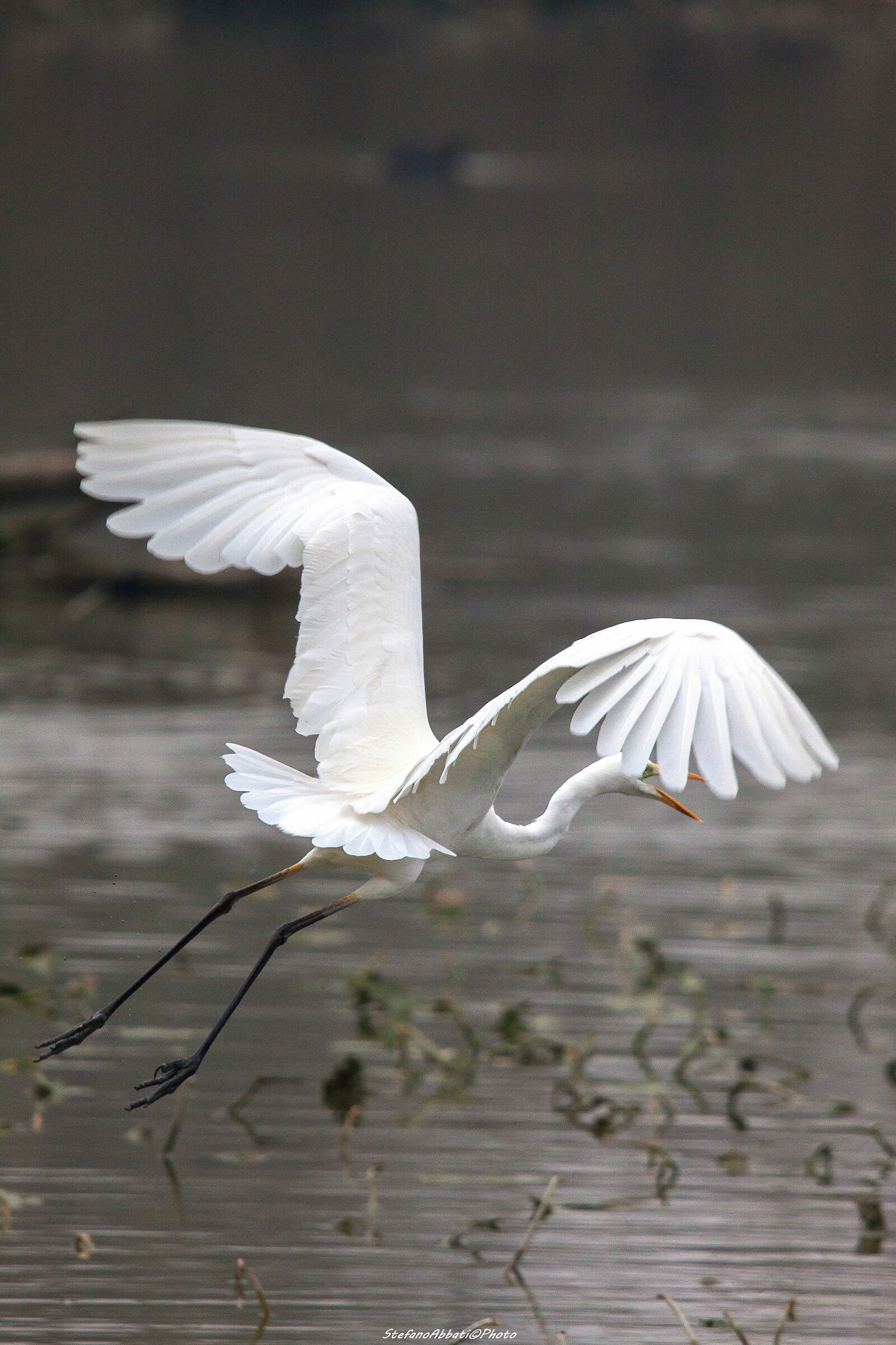 Volo via