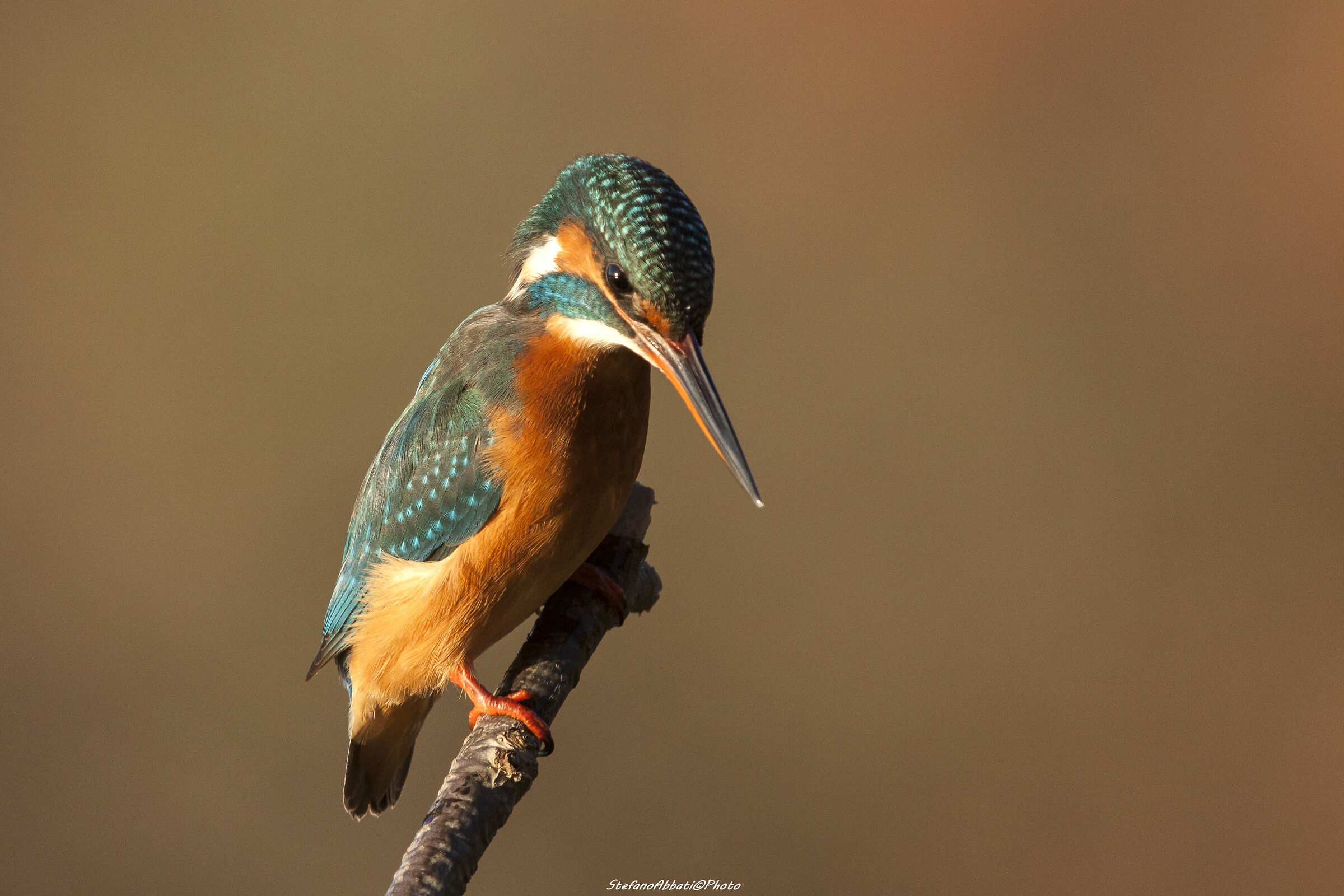 Martino Al Nightfall del Sole