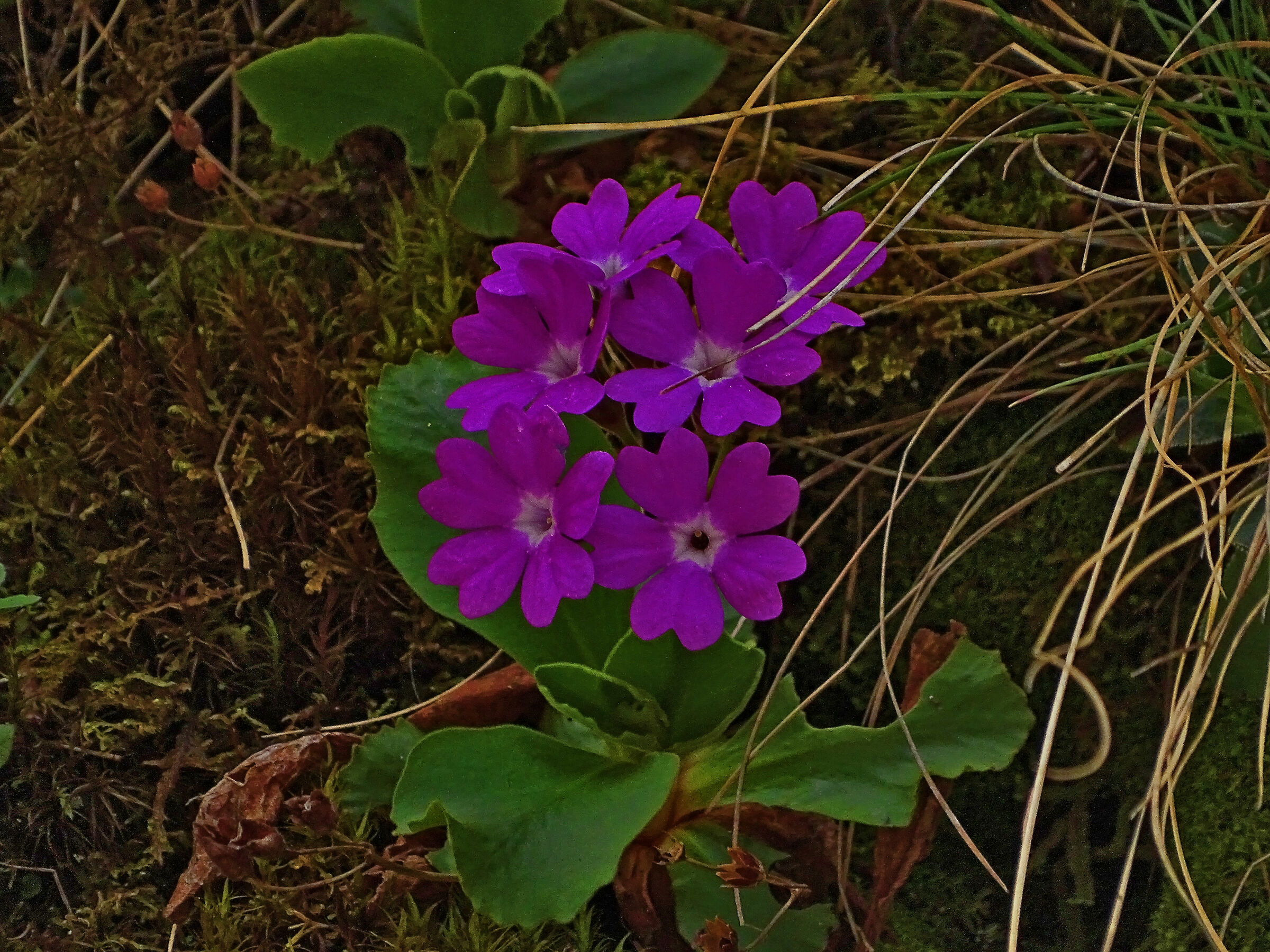 Primula powdery (Nelel gorges on Rock)