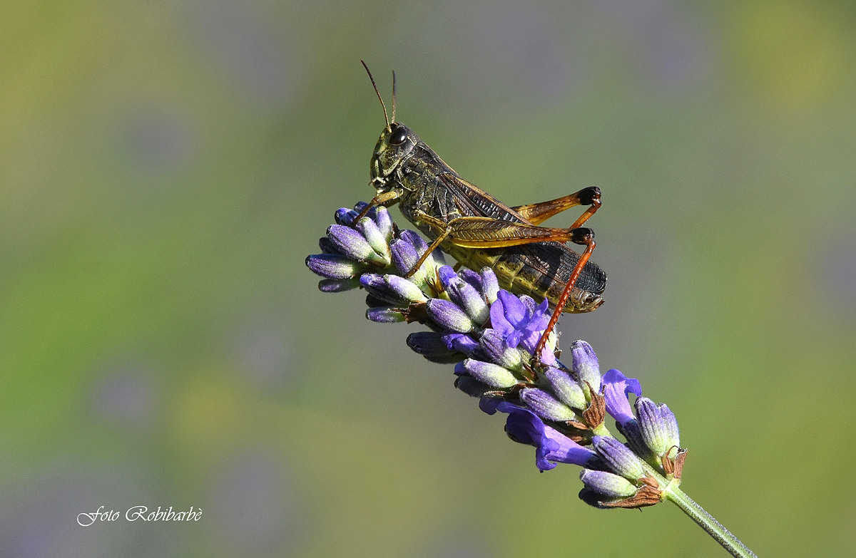 "Provencal" Cavalcade...