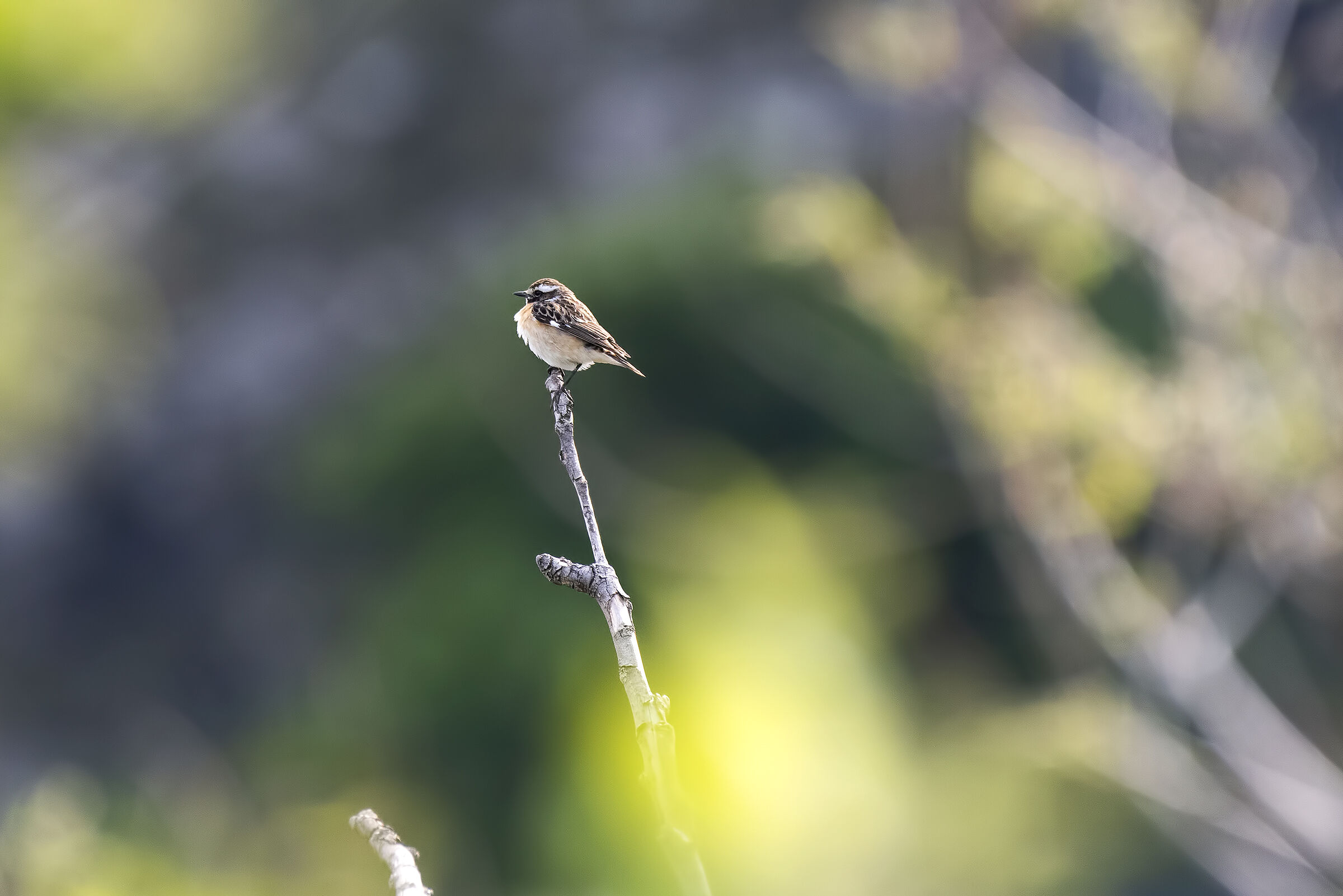 Spying on the Whinchat