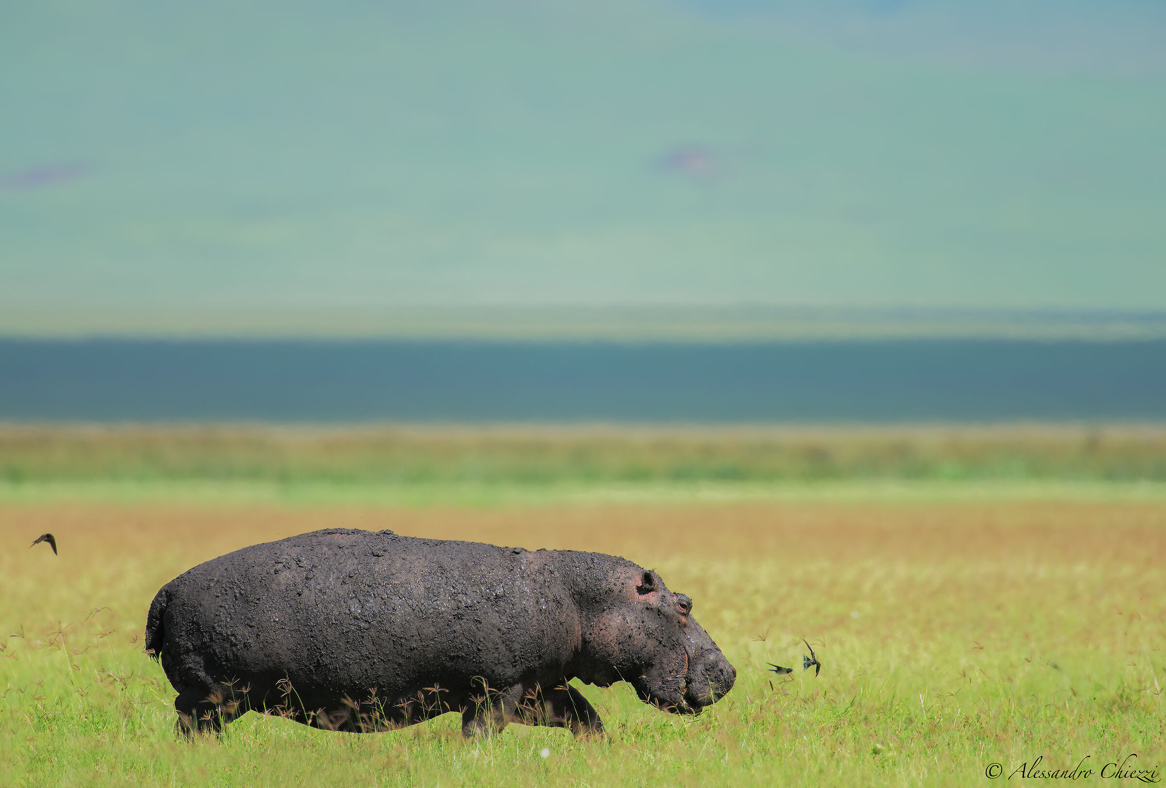 Passeggiata ad Ngorongoro