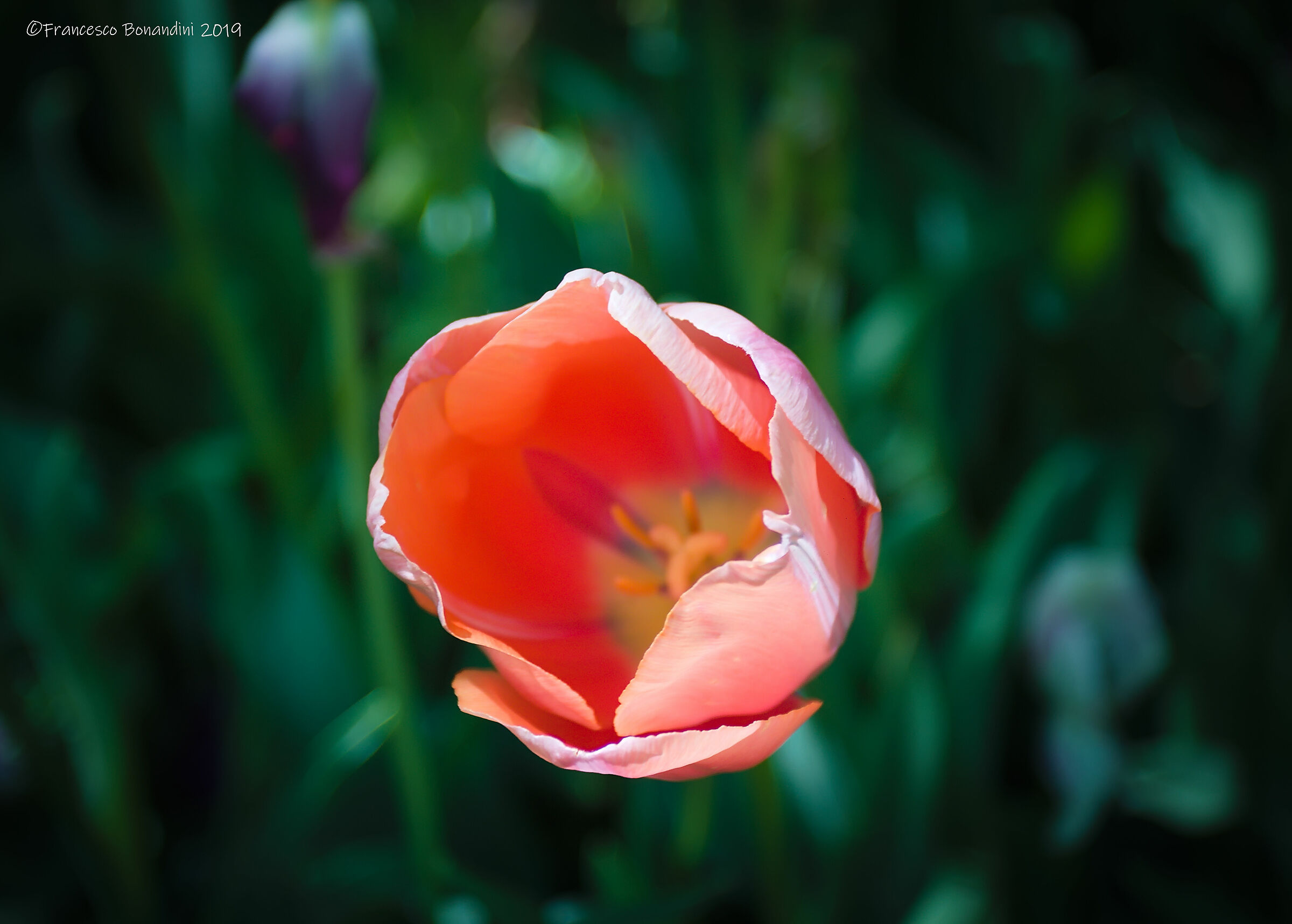 Tulp