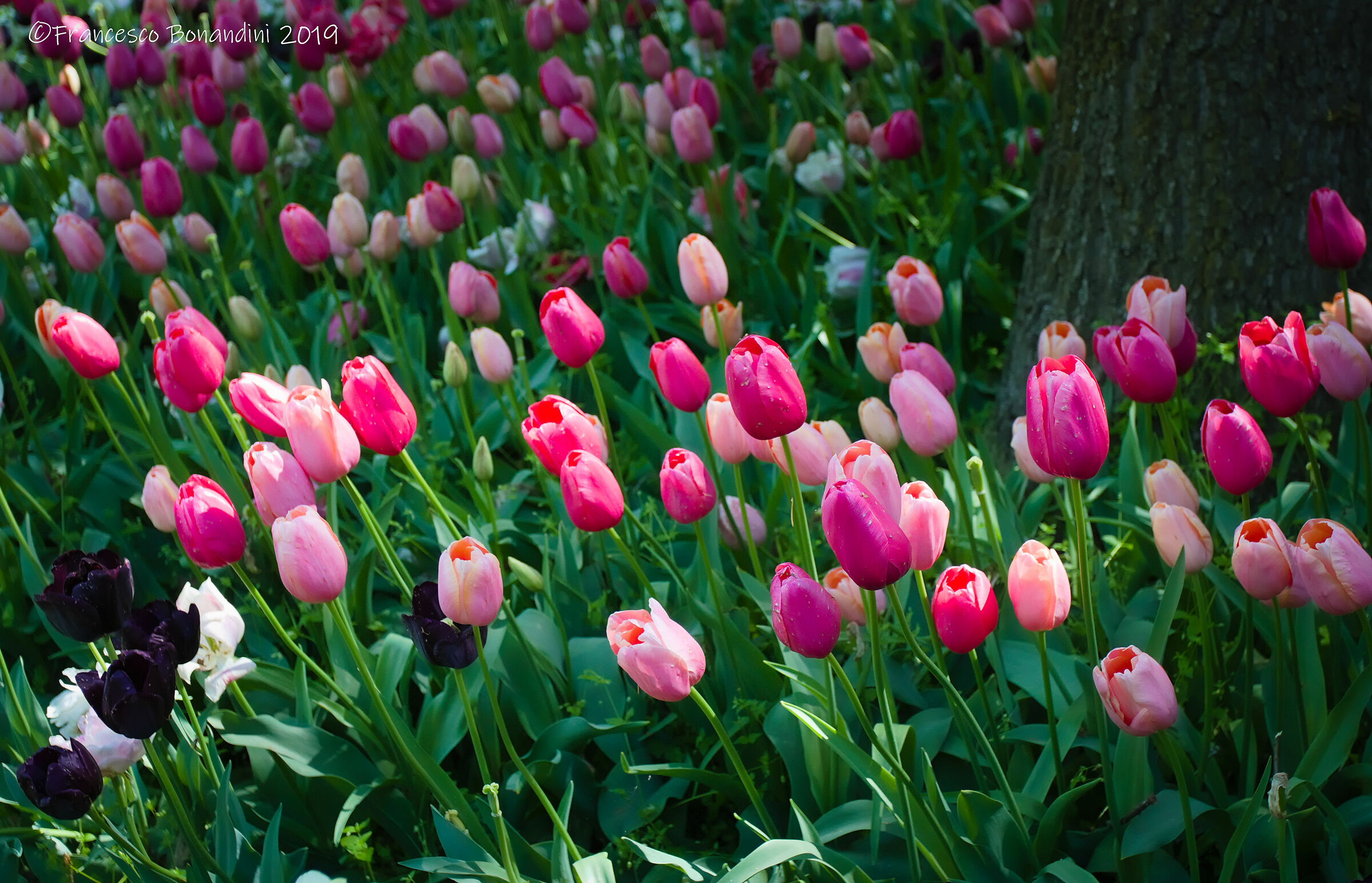 Il campo di tulipani