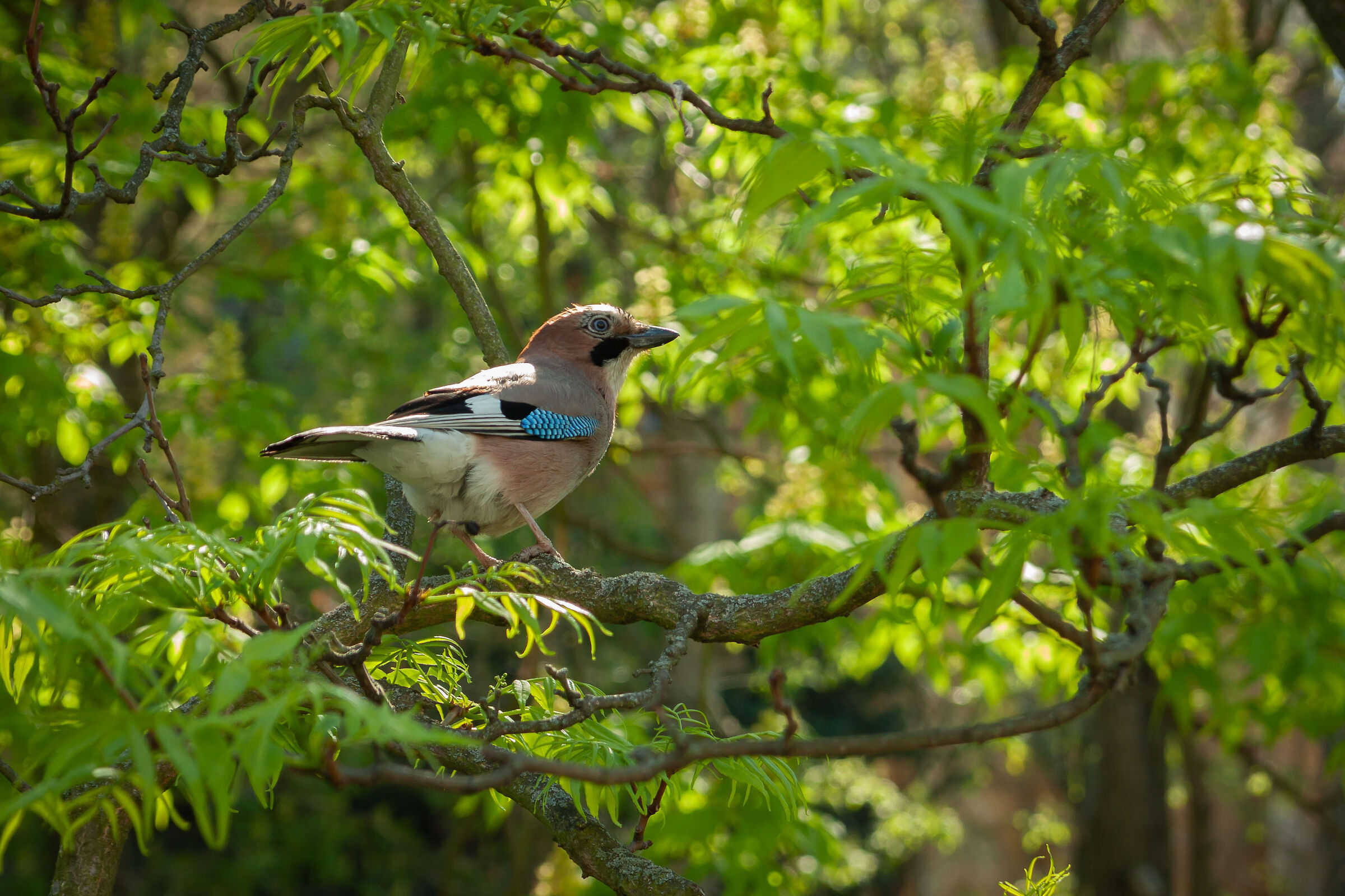 Garrulus glandarius (Ghiandaia)