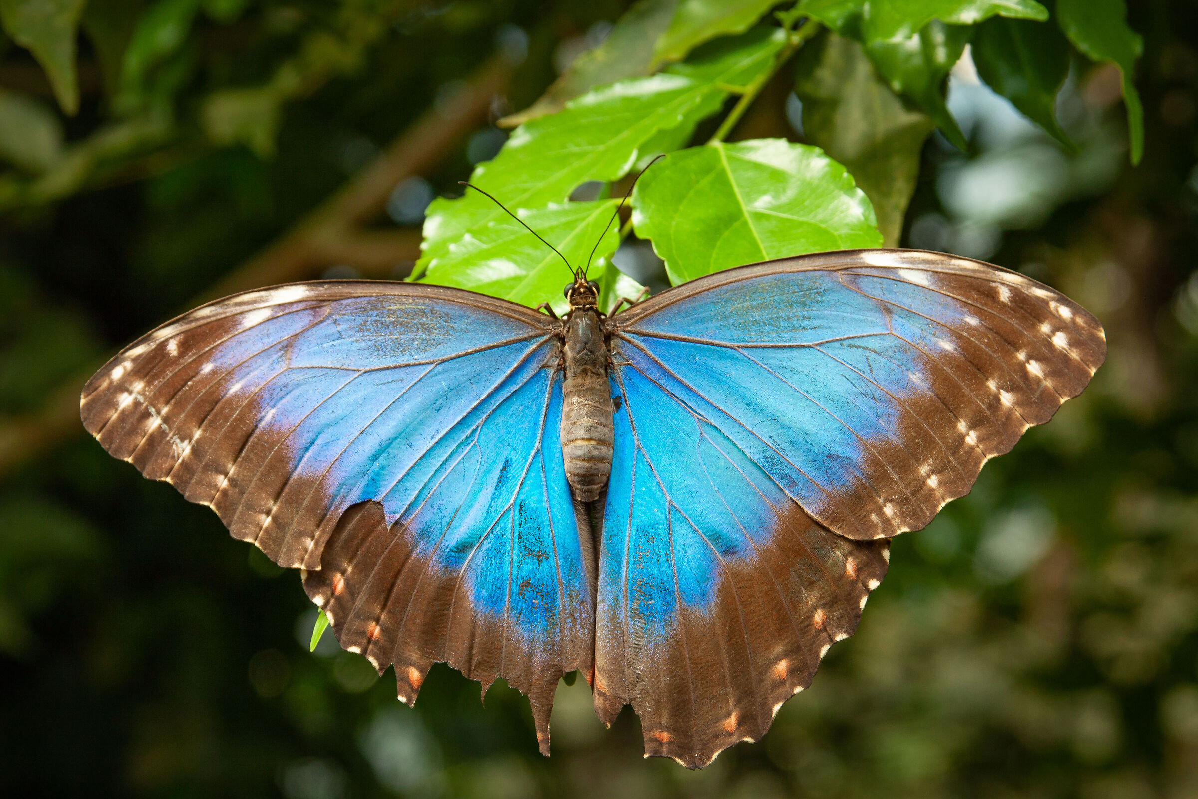 Morpho Poleides