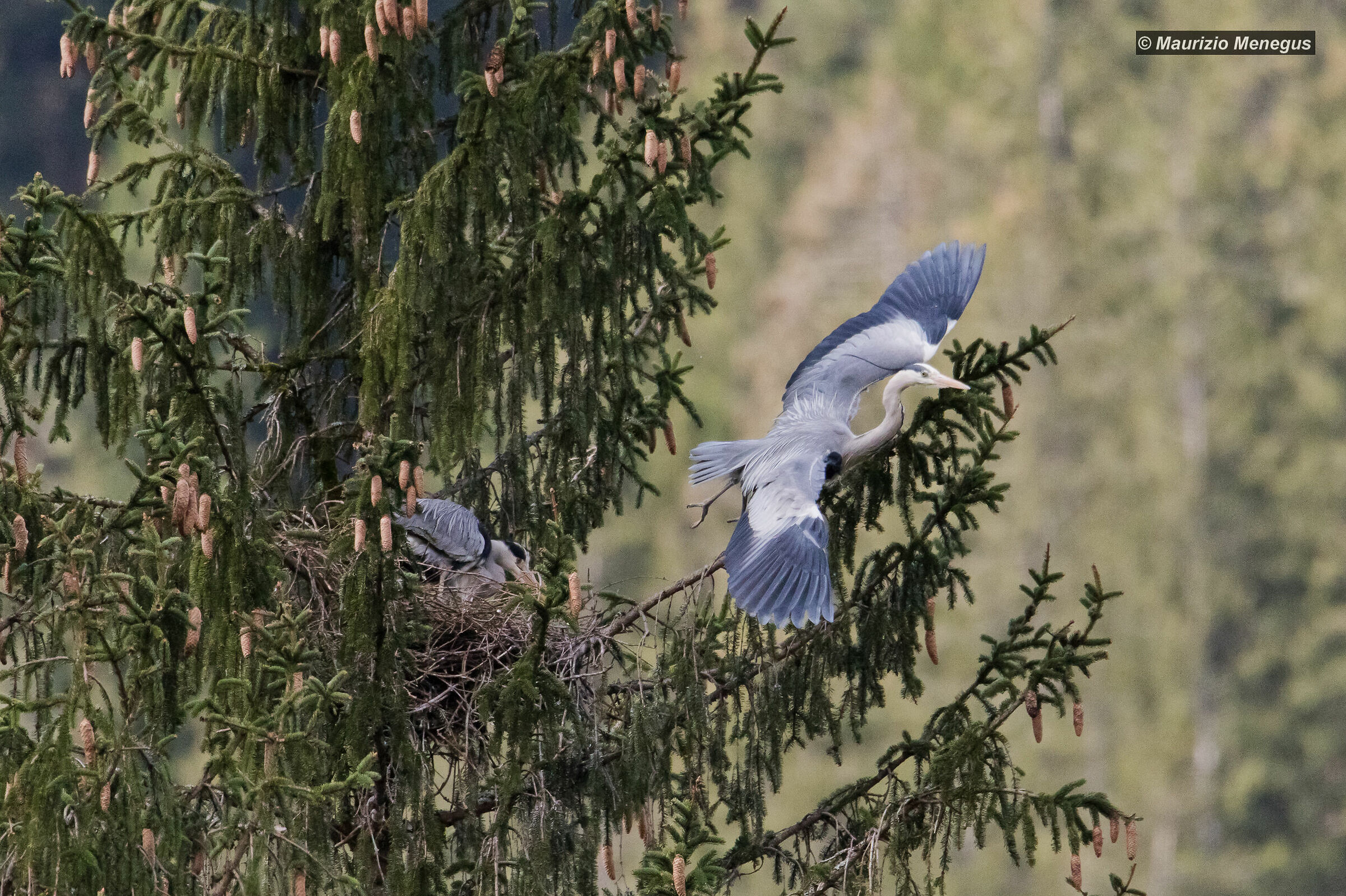 The Grey Heron's detachment from the nest