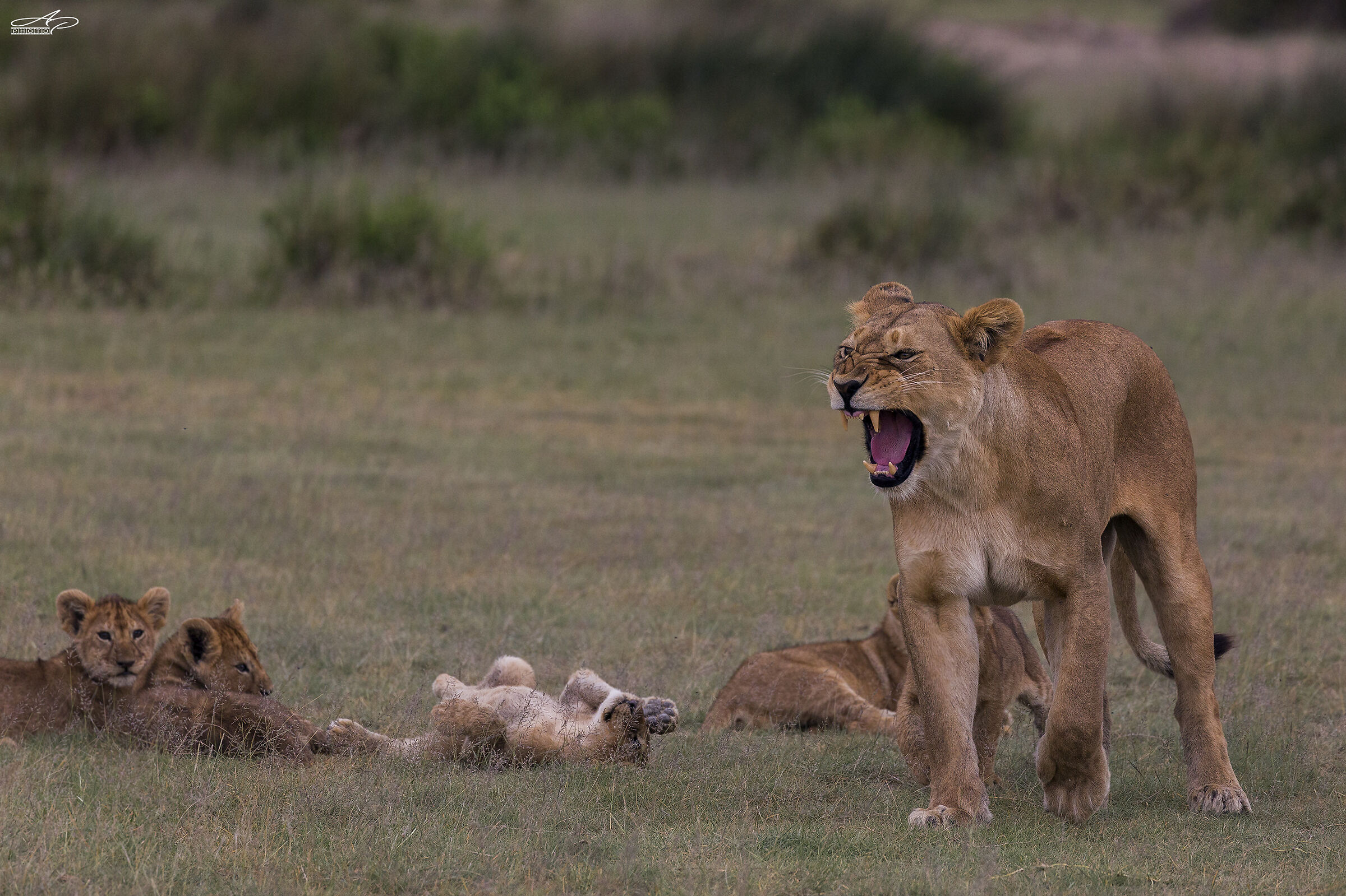 A fortress Without Walls