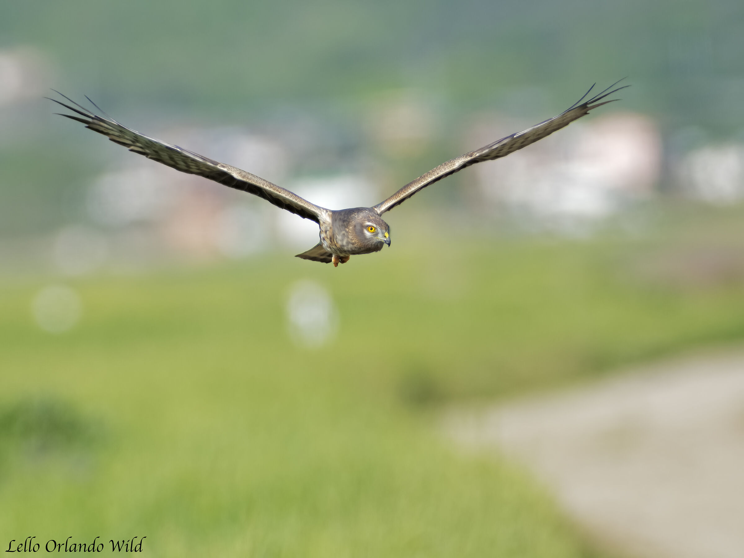 Albanella Minor female HD