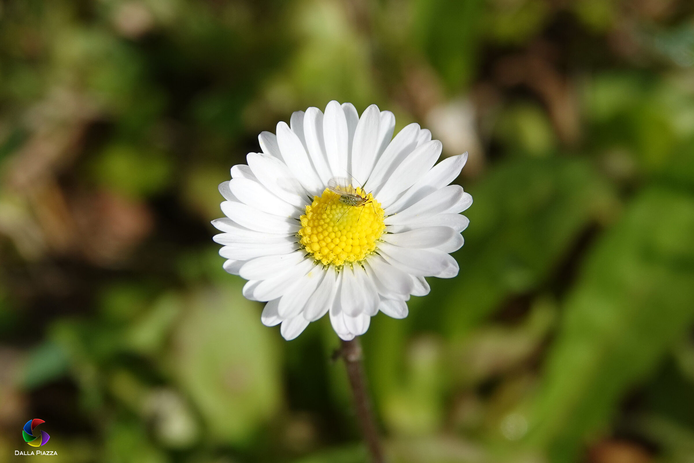 Daisy and Insect
