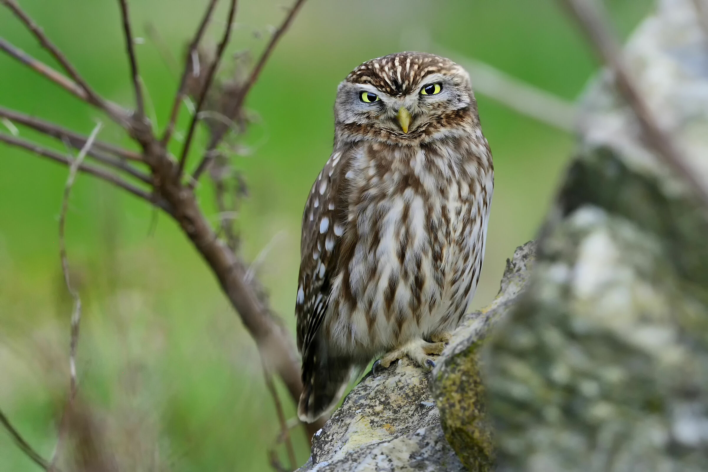 Athene noctua » Little Owl