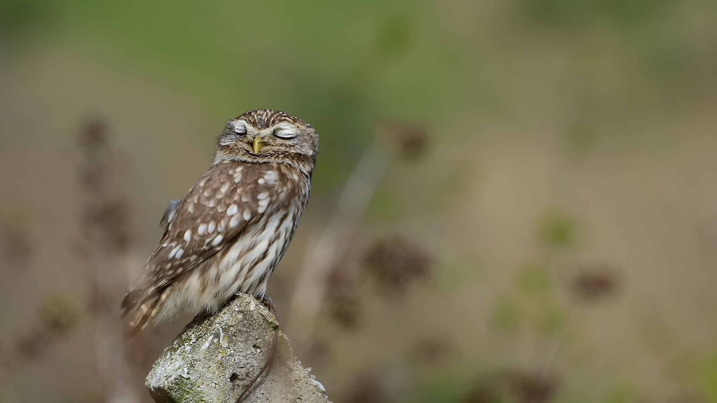 Athene noctua » Little Owl