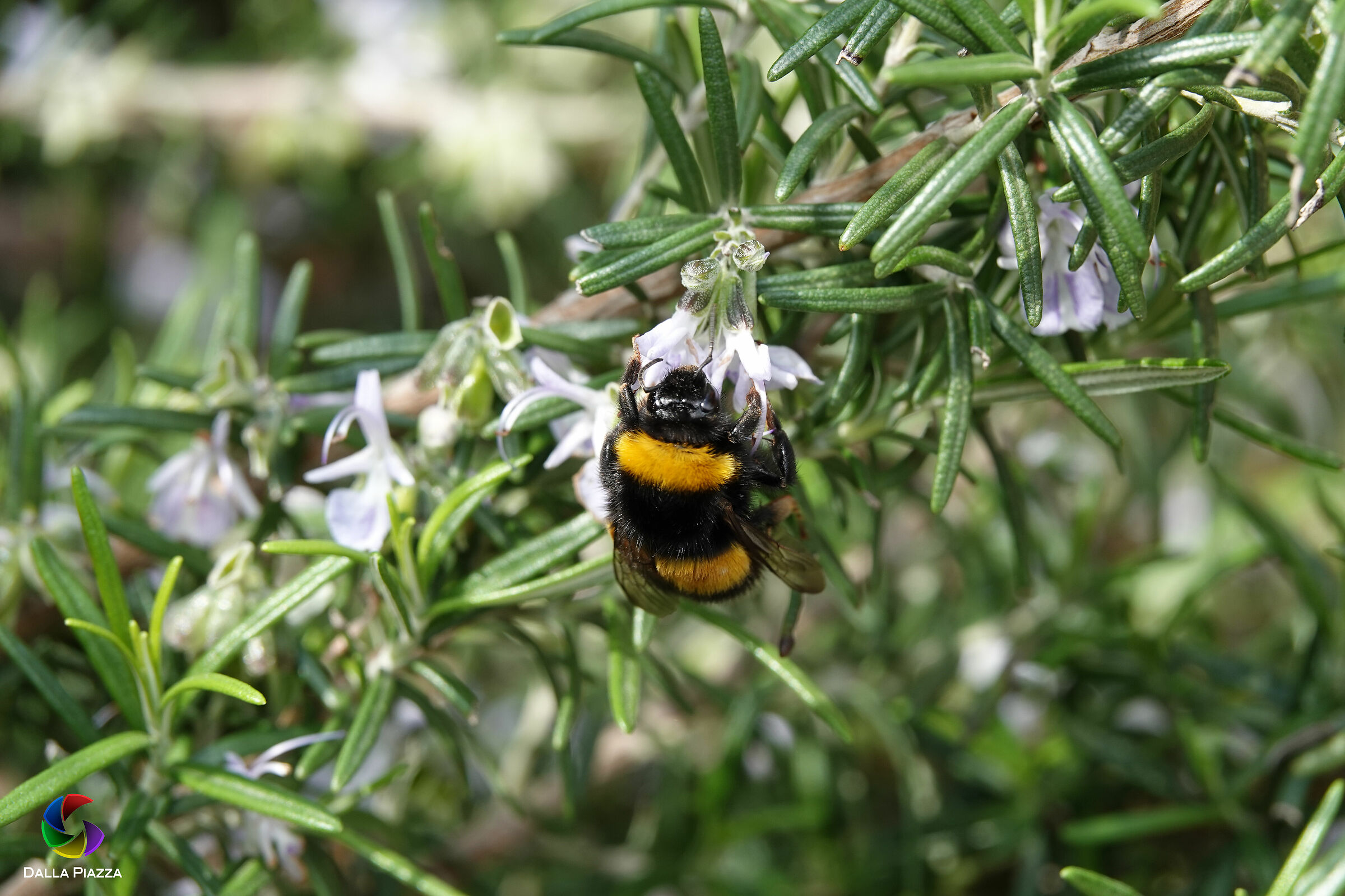 Rosemary Bee