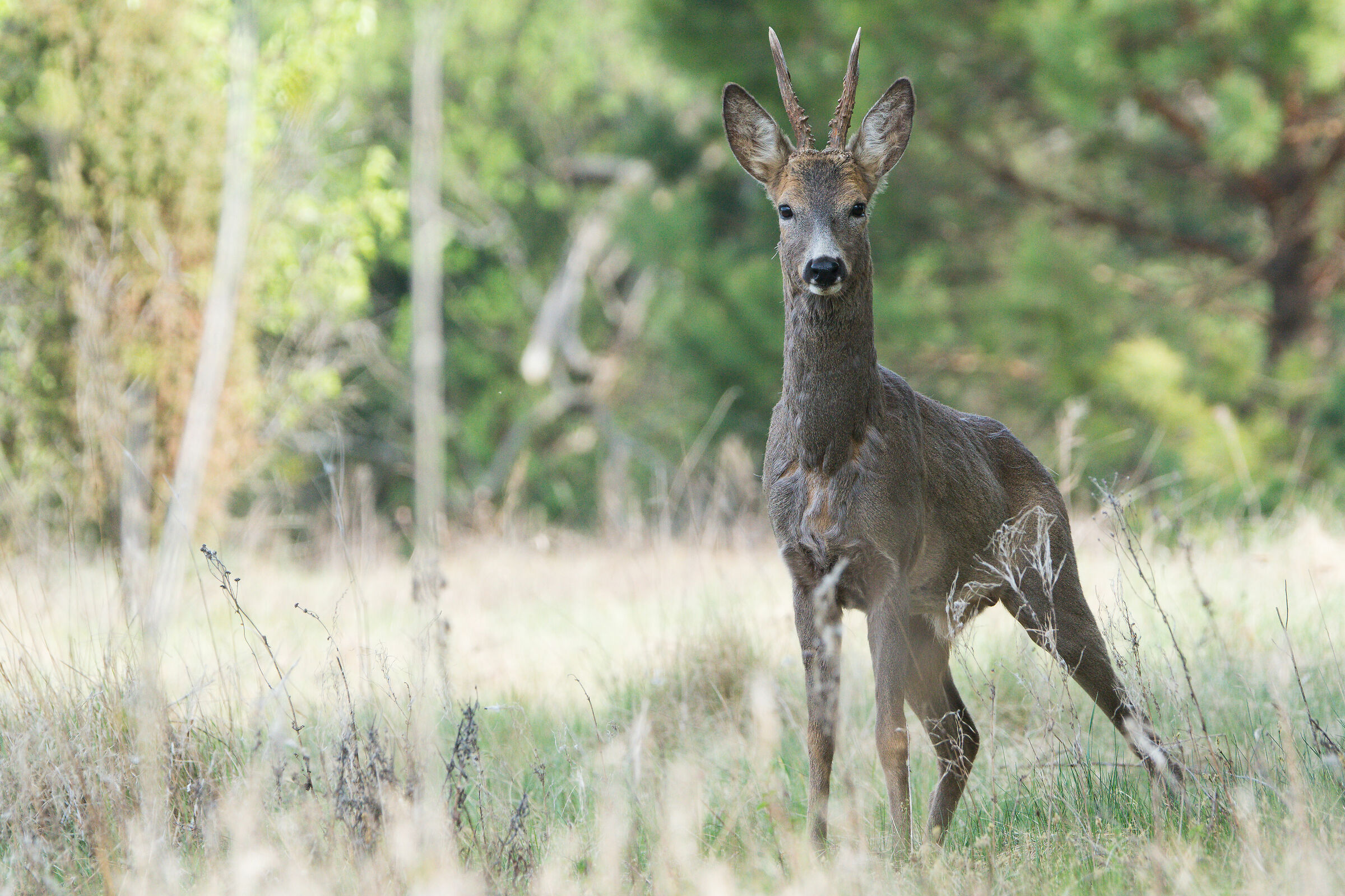 Capriolo (Capreolus capreolus)
