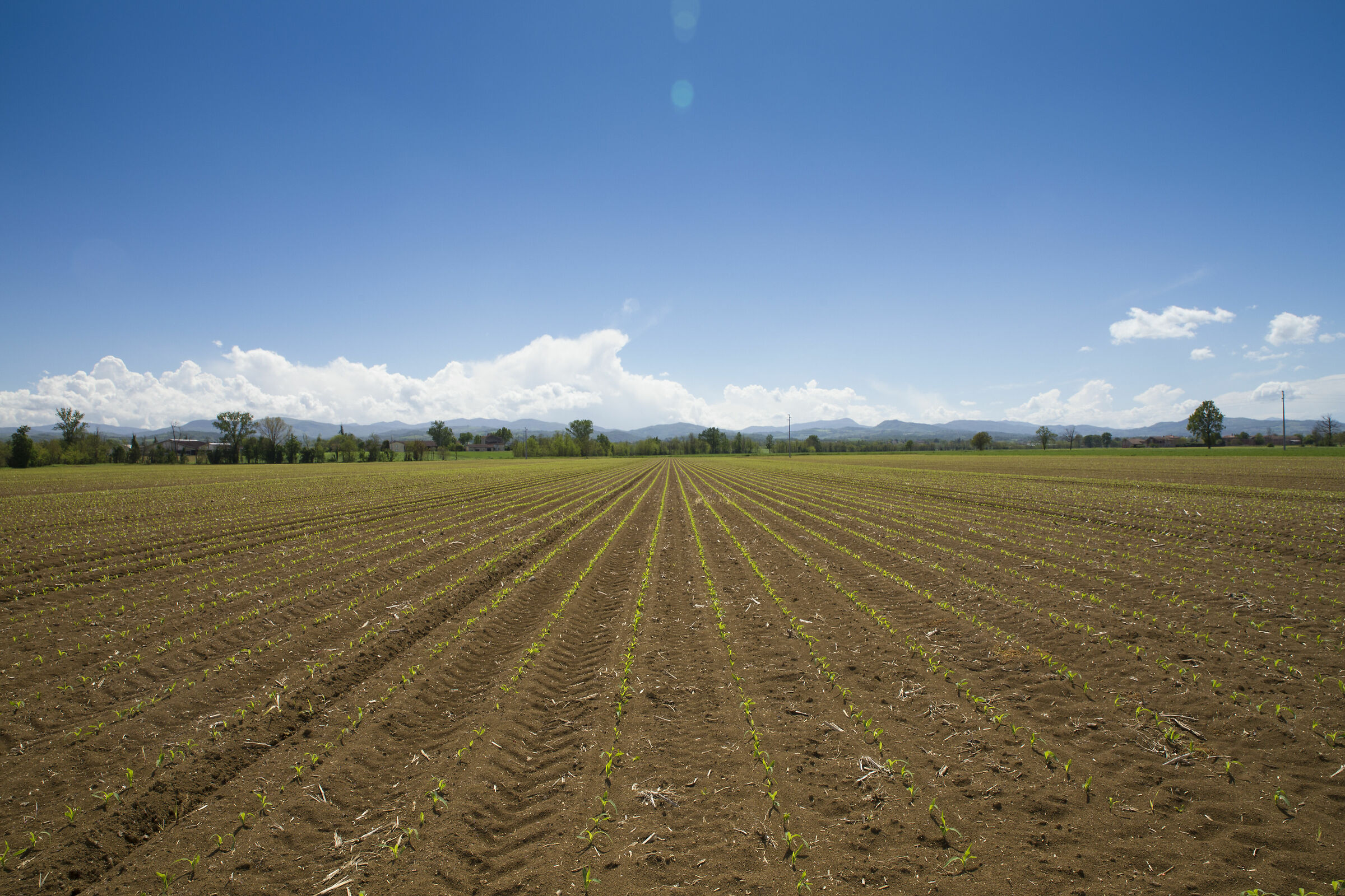 Nascite ordinate....