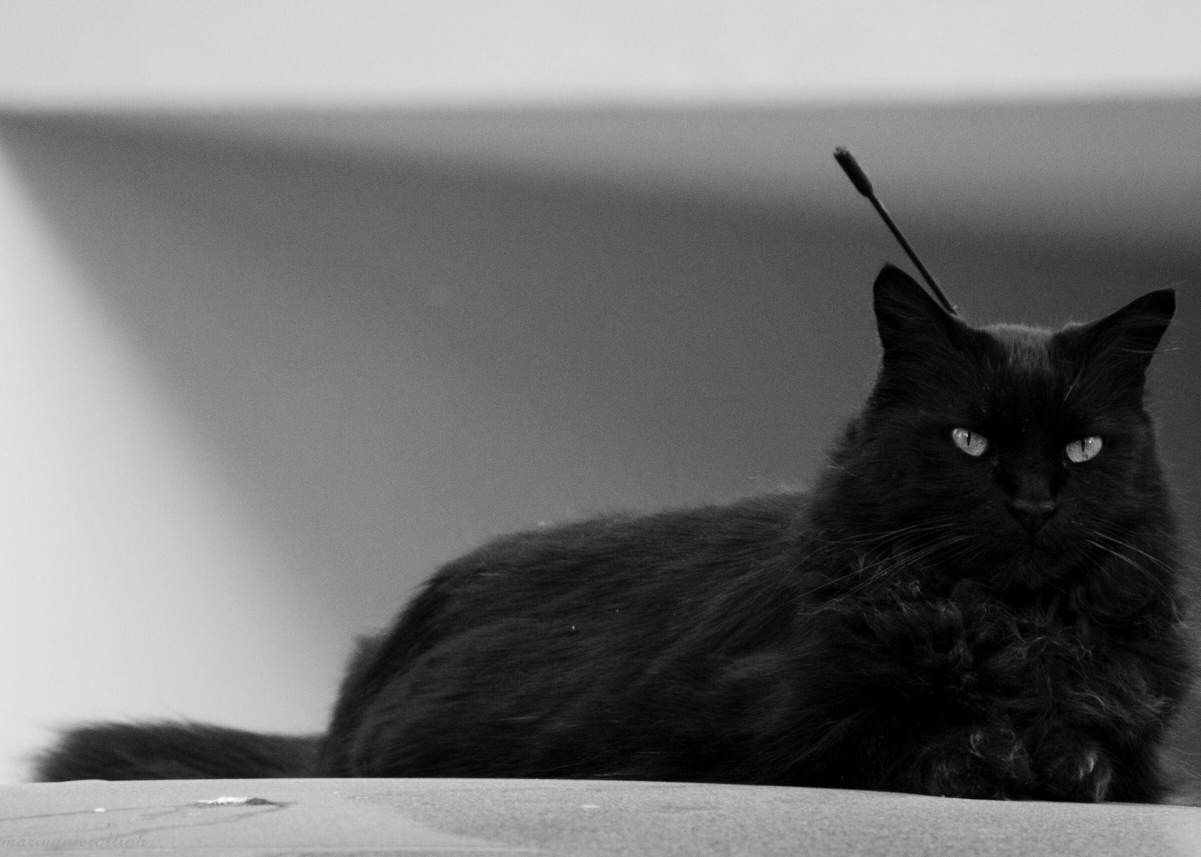 robocat....stiamo con le antenne dritte