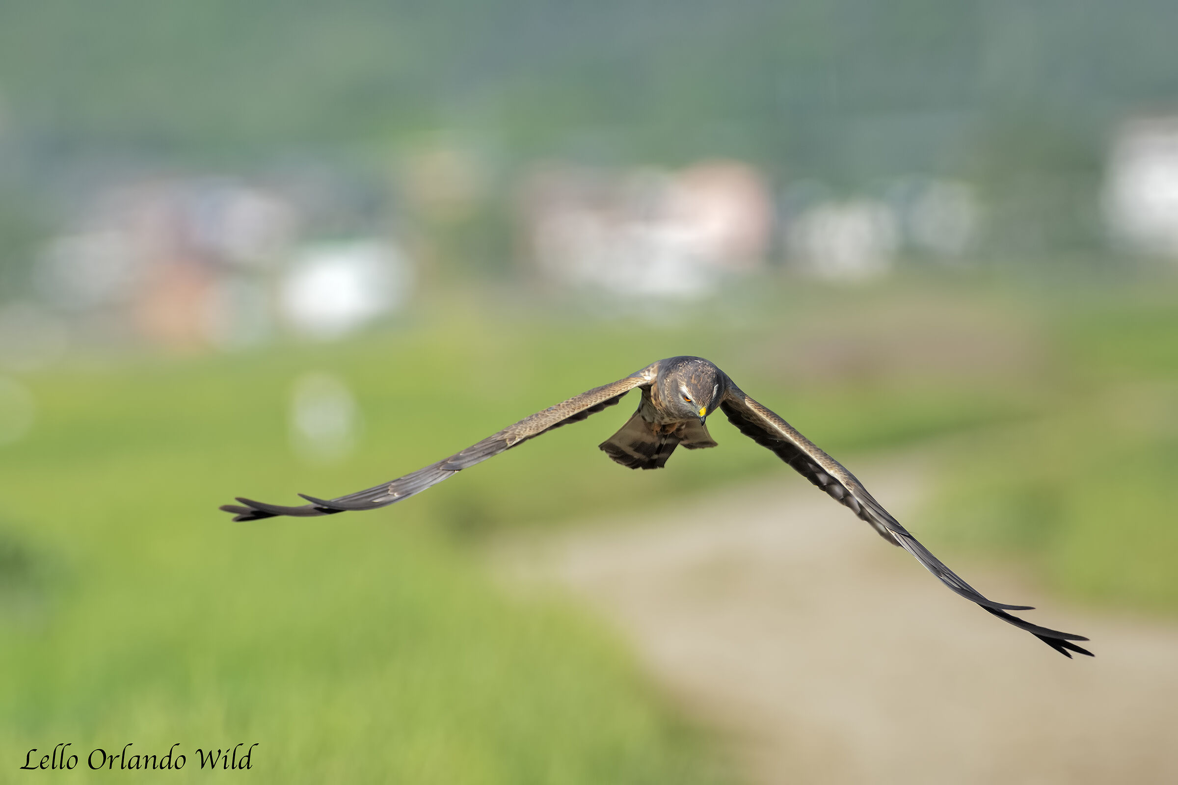 Albanella Minore in piena caccia!!!