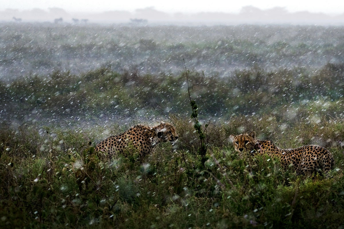Neve sulla savana !!