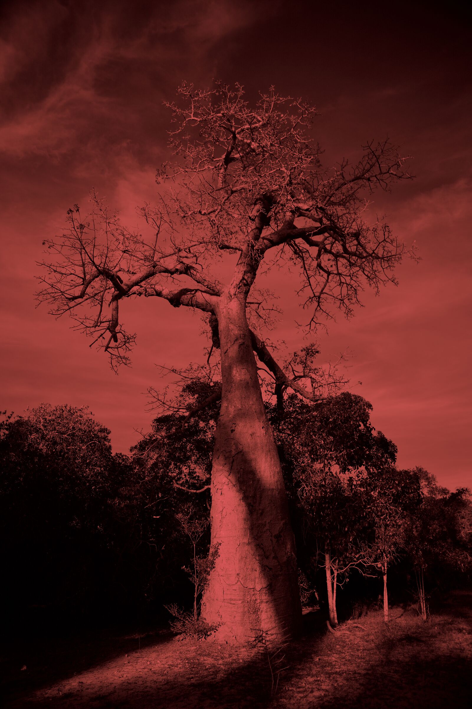 Madagascar Baobab