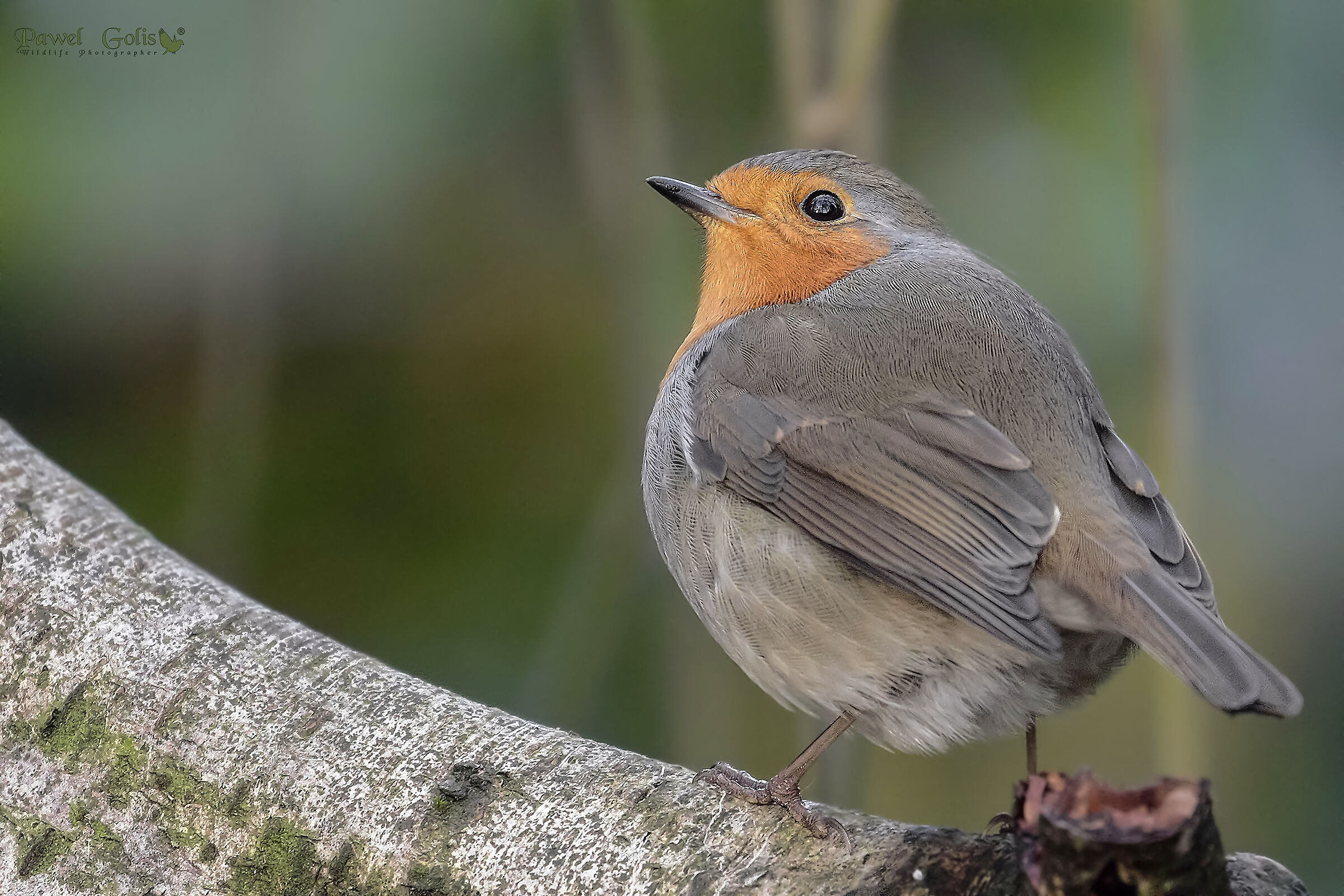 Pettirosso europeo (Erithacus rubecula)